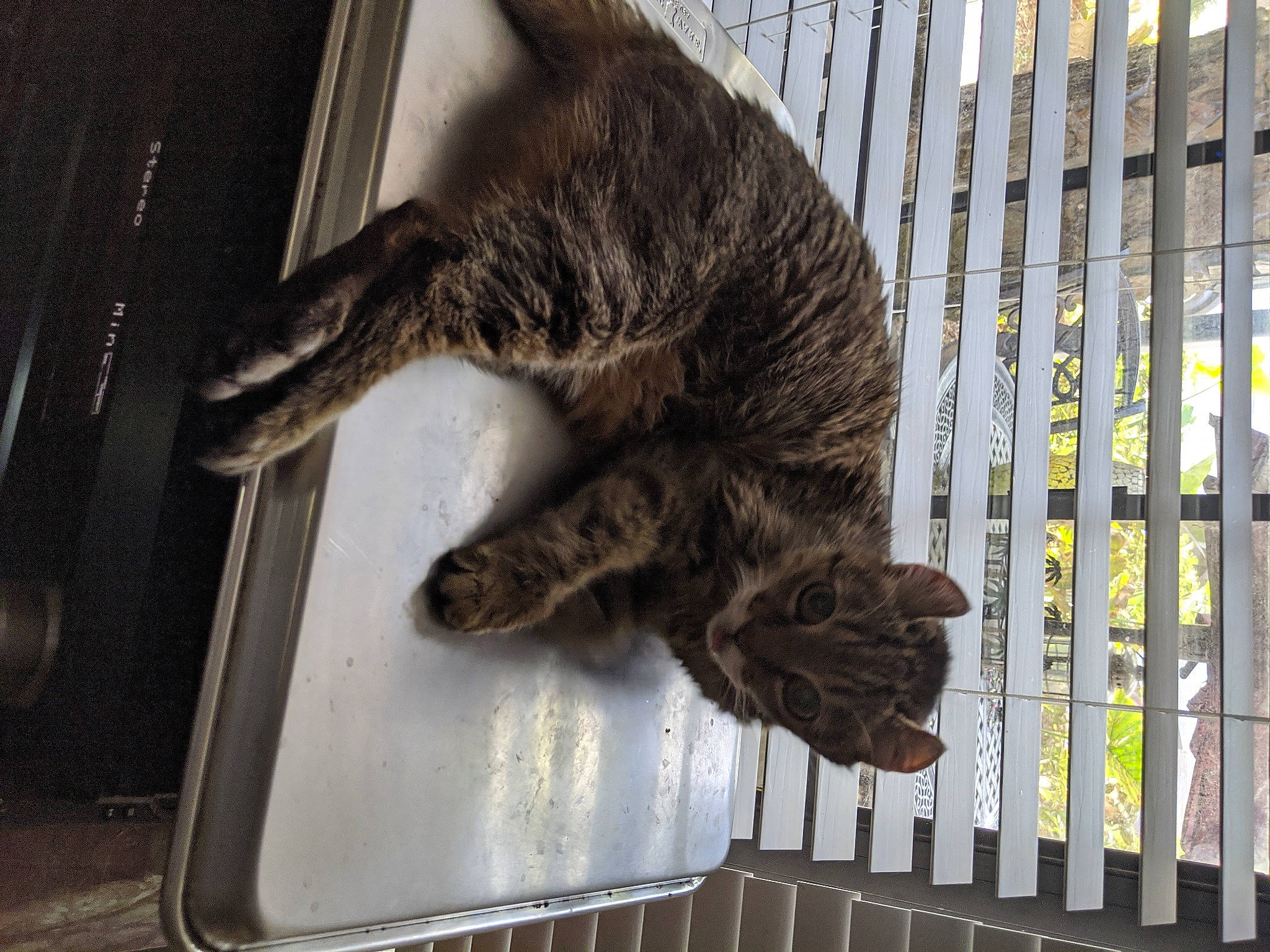 Forest is registered to the contest to win money with this photo: animal_shelter, asian, carnivore, cat, claw, domestic_short_haired_cat, dragon_li, european_shorthair, felidae, fur, paw, polydactyl_cat, small_to_medium_sized_cats, snout, tabby_cat, tail, whiskers