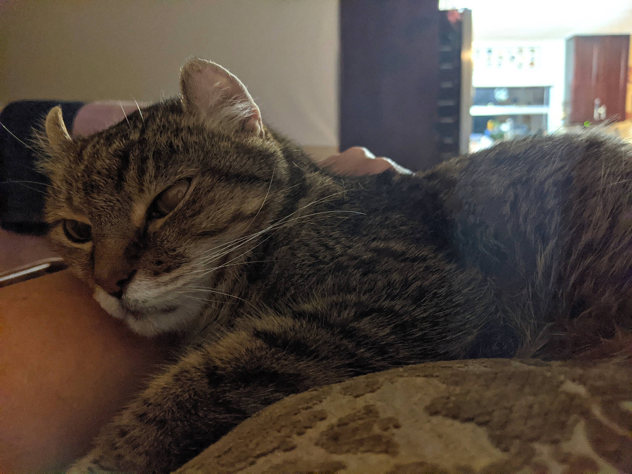 Forest is registered to the contest to win money with this photo: american_shorthair, asian, australian_mist, california_spangled, carnivore, cat, domestic_short_haired_cat, dragon_li, ear, egyptian_mau, european_shorthair, felidae, fur, mammal, nap, pixie_bob, small_to_medium_sized_cats, snout, tabby_cat, whiskers