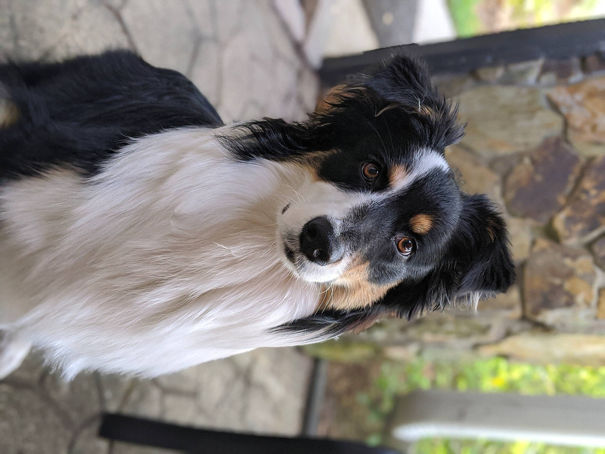Trixie joined the competition — help win amazing prizes! border_collie, canidae, carnivore, cavalier_king_charles_spaniel, companion_dog, dog, dog_breed, mammal, phalene, puppy, snout, sporting_group, stabyhoun, vertebrate