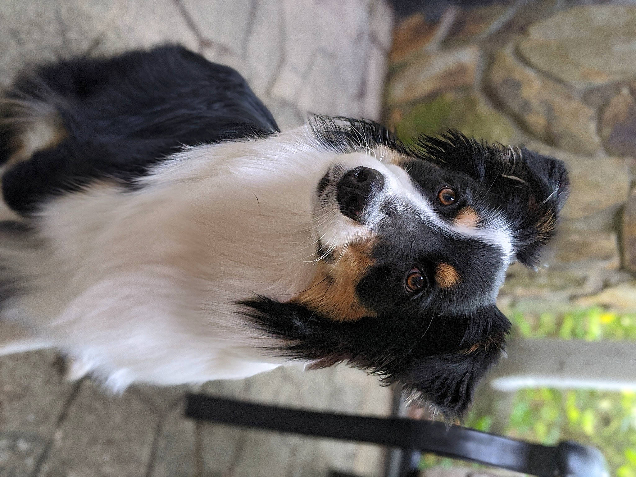 Trixie is registered to the contest to win money with this photo: border_collie, canidae, carnivore, companion_dog, dog, dog_breed, english_shepherd, mammal, phalene, snout, sporting_group, stabyhoun, vertebrate, whiskers