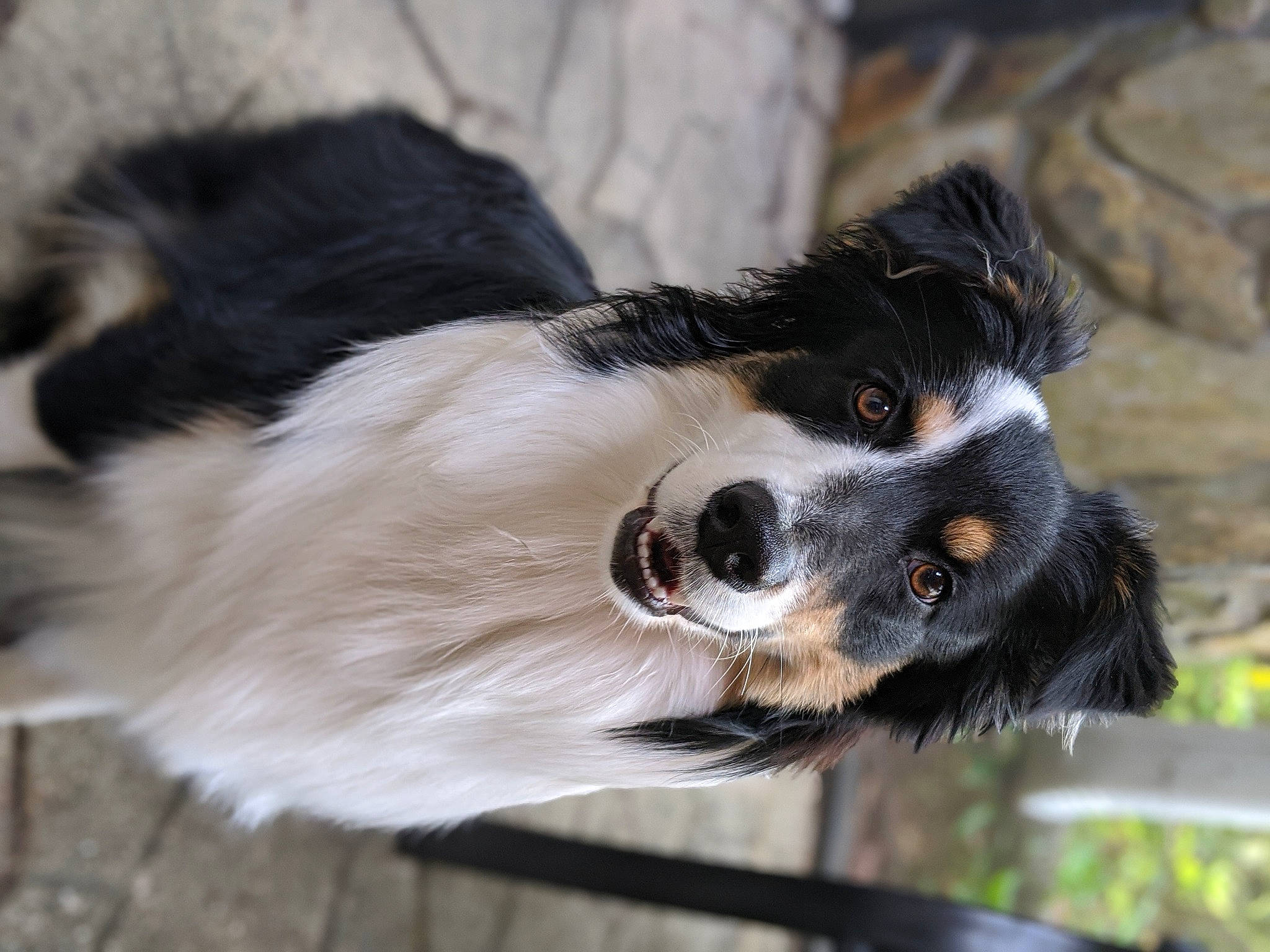 Trixie joined the competition — help win amazing prizes! border_collie, canidae, carnivore, cavalier_king_charles_spaniel, companion_dog, dog, dog_breed, mammal, papillon, phalene, puppy, snout, spaniel, sporting_group, stabyhoun, vertebrate