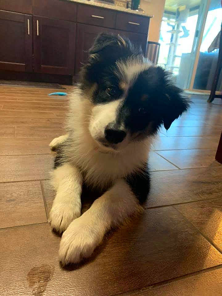 Trixie joined the competition — help win amazing prizes! australian_collie, australian_shepherd, border_collie, canidae, carnivore, companion_dog, dog, dog_breed, herding_dog, karakachan_dog, landseer, mammal, miniature_australian_shepherd, puppy, rare_breed_dog, snout, sporting_group, vertebrate, working_dog