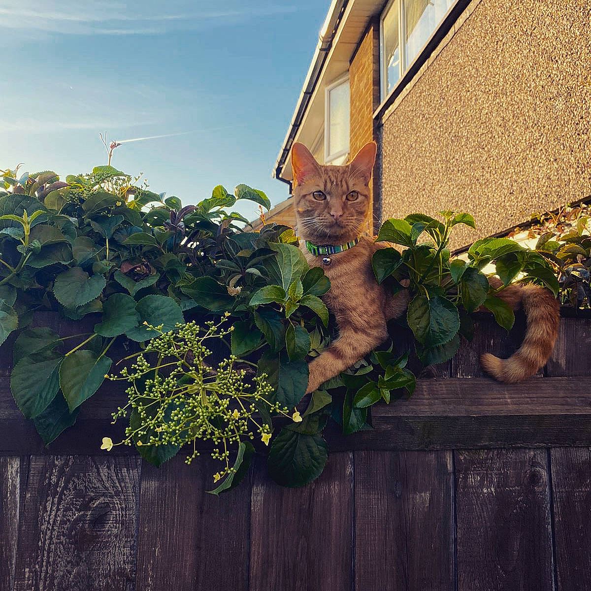 Kipper is registered to the contest to win money with this photo: brick, brickwork, building, carnivore, cat, cloud, facade, felidae, grass, leaf, plant, road_surface, roof, sky, small_to_medium_sized_cats, sunlight, tints_and_shades, twig, window, wood