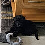 Alfie joined the competition — help win amazing prizes! animal, black_dog, carpet, cozy, cute, dog, domestic, floor, furniture, home, indoor, paw, pet, playful, puppy, resting, rug, shadow, slipper, wooden_cabinet