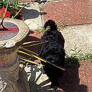 Alfie is registered to the contest to win money with this photo: black_dog, curly_fur, daylight, dog, flower_pot, garden, grass, greenery, leaf, nature, outdoor, pet, plants, red_flowers, shadow, stone_path, summer, sundial, sunlight, walking
