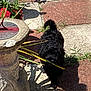 black_dog, curly_fur, daylight, dog, flower_pot, garden, grass, greenery, leaf, nature, outdoor, pet, plants, red_flowers, shadow, stone_path, summer, sundial, sunlight, walking