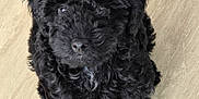 Alfie is registered to the contest to win money with this photo: adorable, animal, black, companion, curly_fur, cute, dog, floor, fluffy, friendly, fur, indoor, looking_up, nose, paws, pet, puppy, small, whiskers, young