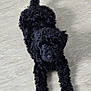Alfie joined the competition — help win amazing prizes! adorable, animal, black, canine, companion, curious, curly_fur, cute, dog, floor, fur, indoor, looking_up, lying_down, pet, playful, puppy, small_dog, tail, young_dog