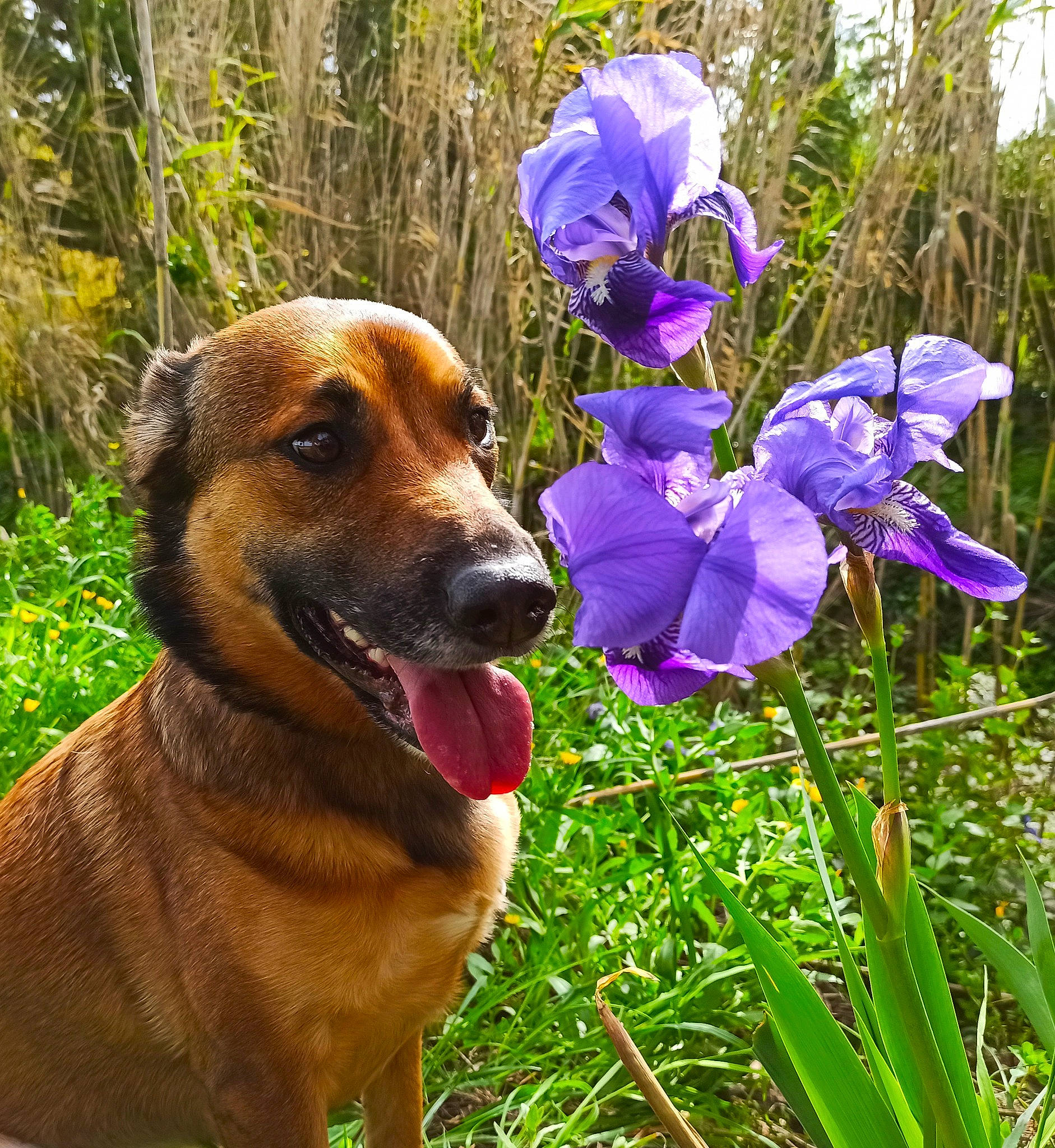 Nina a rejoint le concours — aidez-le/la à gagner de superbes lots ! annual_plant, canidae, carnivore, collar, companion_dog, dog, dog_breed, dog_collar, fawn, flower, flowering_plant, grass, petal, plant, shrub, sporting_group, terrestrial_plant, tree, whiskers, working_animal