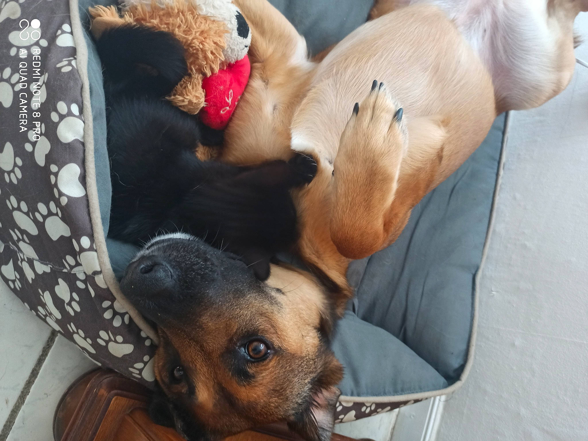 Nina a rejoint le concours — aidez-le/la à gagner de superbes lots ! black_mouth_cur, canidae, carnivore, companion_dog, dog, dog_breed, fawn, lurcher, mammal, potcake_dog, puppy, puppy_love, rhodesian_ridgeback, snout, vertebrate