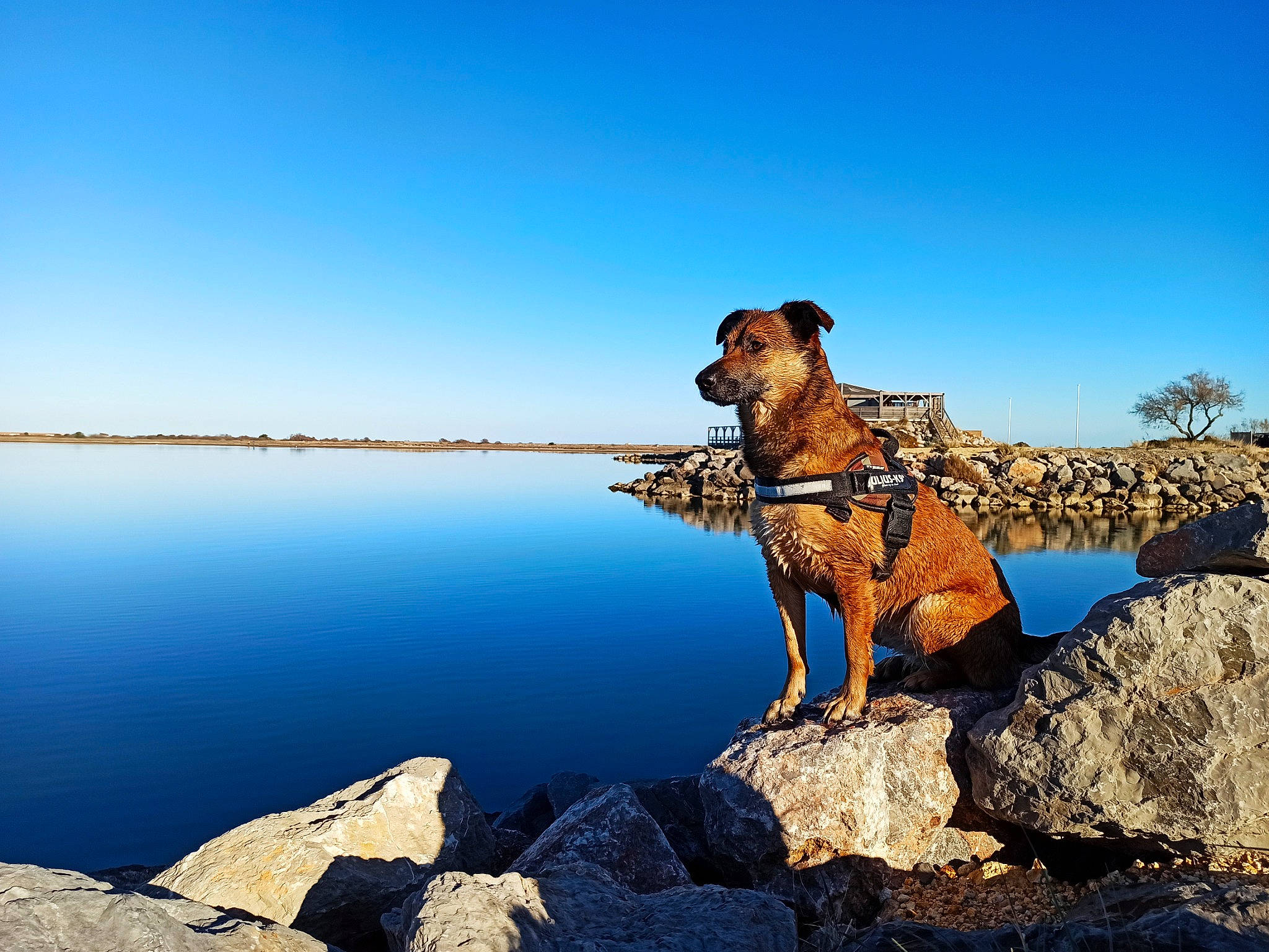 Nina participe au concours pour gagner de l'argent avec cette photo : calm, canidae, carnivore, cloud, companion_dog, dog, dog_breed, fawn, horizon, lake, landscape, leash, people_in_nature, recreation, shore, sky, sporting_group, water, wood, working_animal