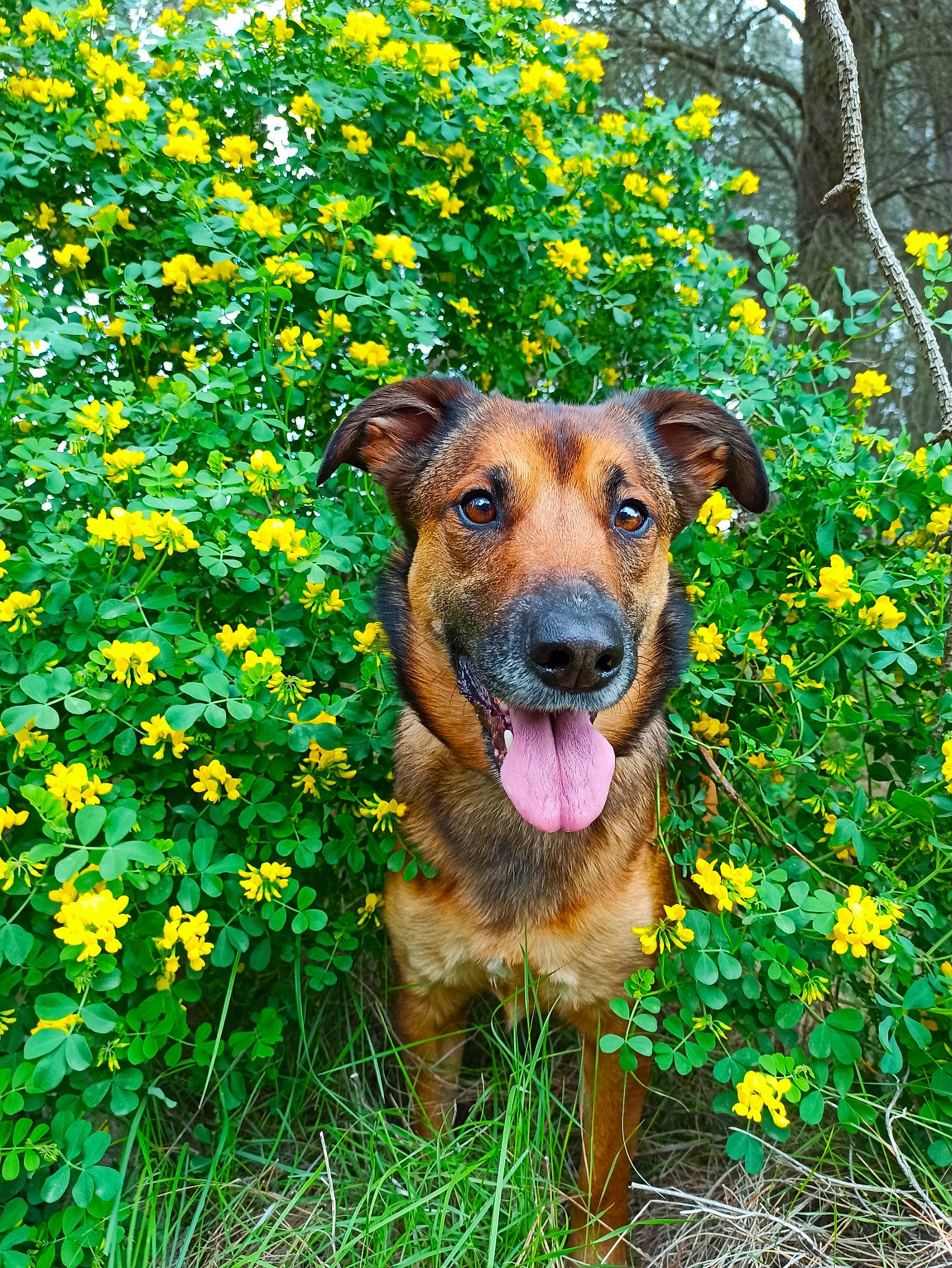 Nina a rejoint le concours — aidez-le/la à gagner de superbes lots ! annual_plant, canidae, carnivore, companion_dog, dog, dog_breed, fawn, flower, grass, groundcover, herbaceous_plant, leaf, people_in_nature, plant, snout, sporting_group, spring, tree, working_animal, working_dog