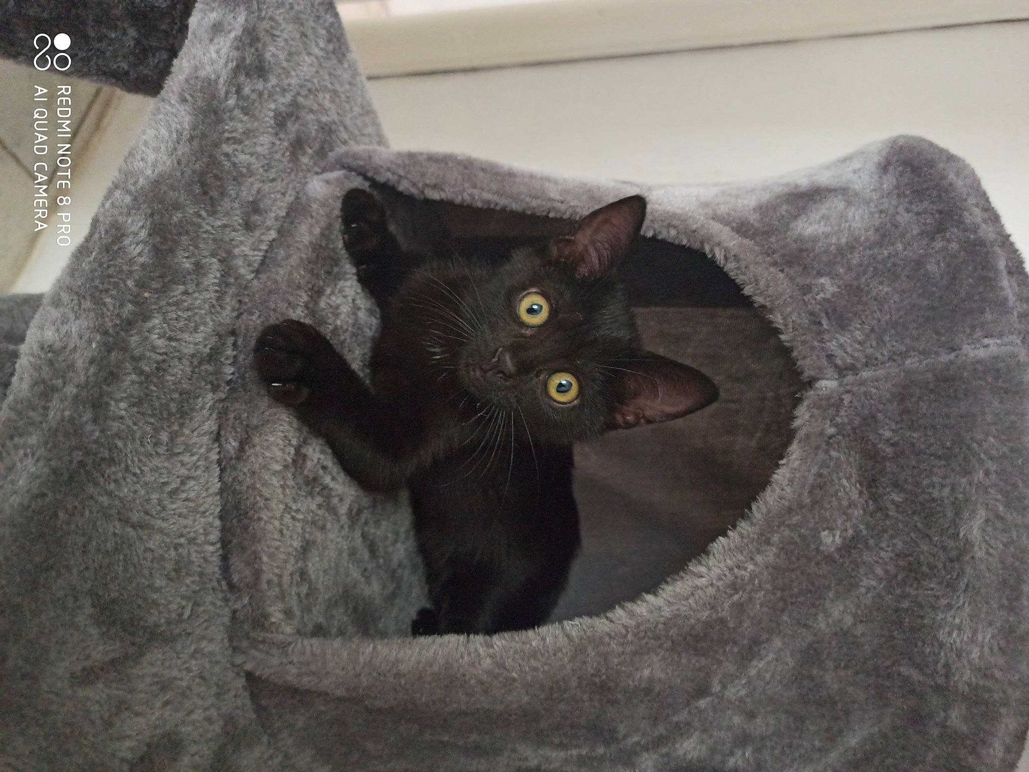 Rebelle participe au concours pour gagner de l'argent avec cette photo : asian, black_cat, bombay, british_shorthair, burmese, carnivore, cat, chartreux, domestic_short_haired_cat, felidae, havana_brown, korat, nebelung, russian_blue, small_to_medium_sized_cats, whiskers