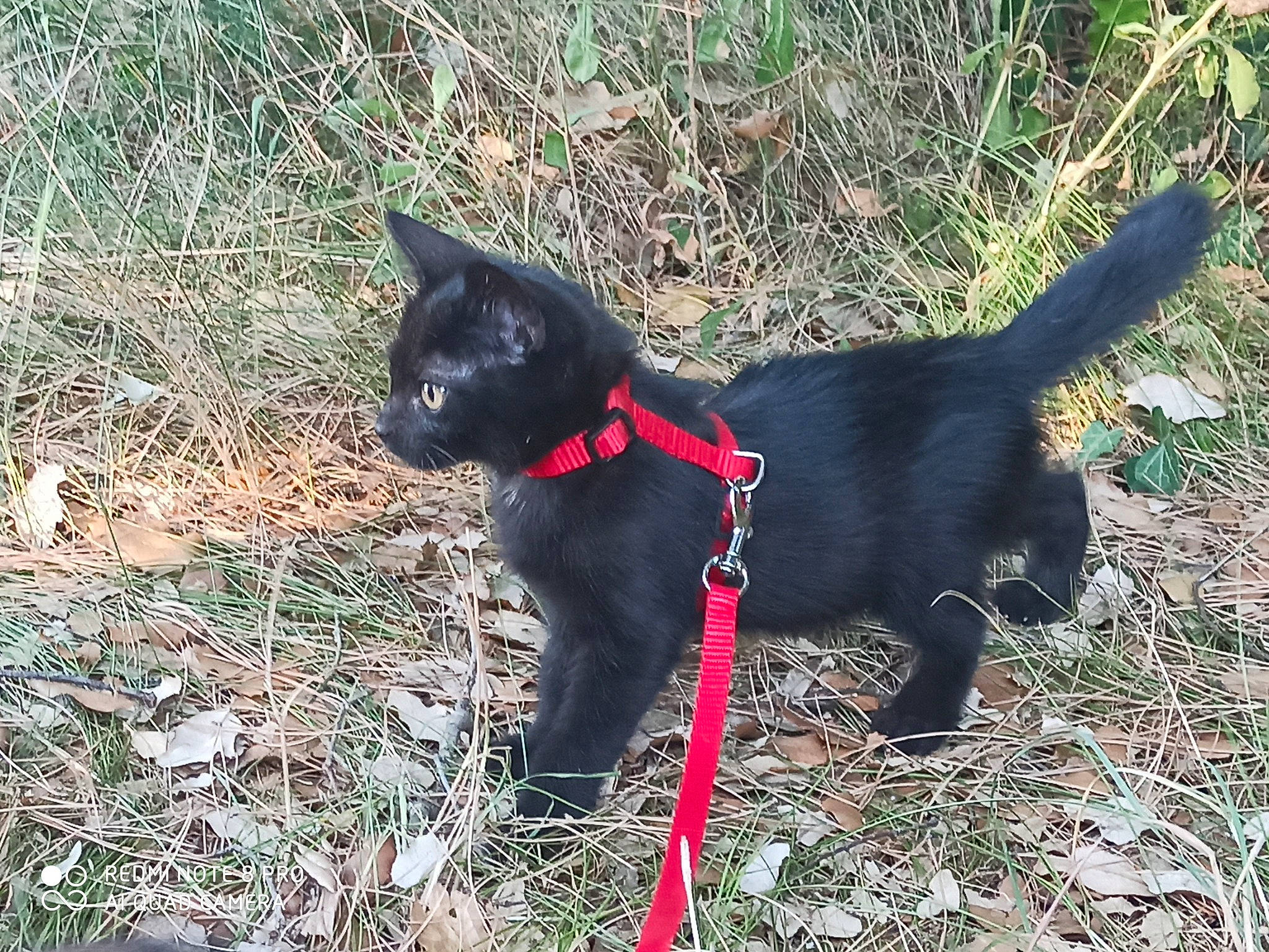Rebelle a rejoint le concours — aidez-le/la à gagner de superbes lots ! black_cat, black_norwegian_elkhound, bombay, canidae, carnivore, cat, dog, dog_breed, domestic_short_haired_cat, felidae, grass, mammal, patterdale_terrier, plant, schipperke, small_to_medium_sized_cats, sporting_group, tail