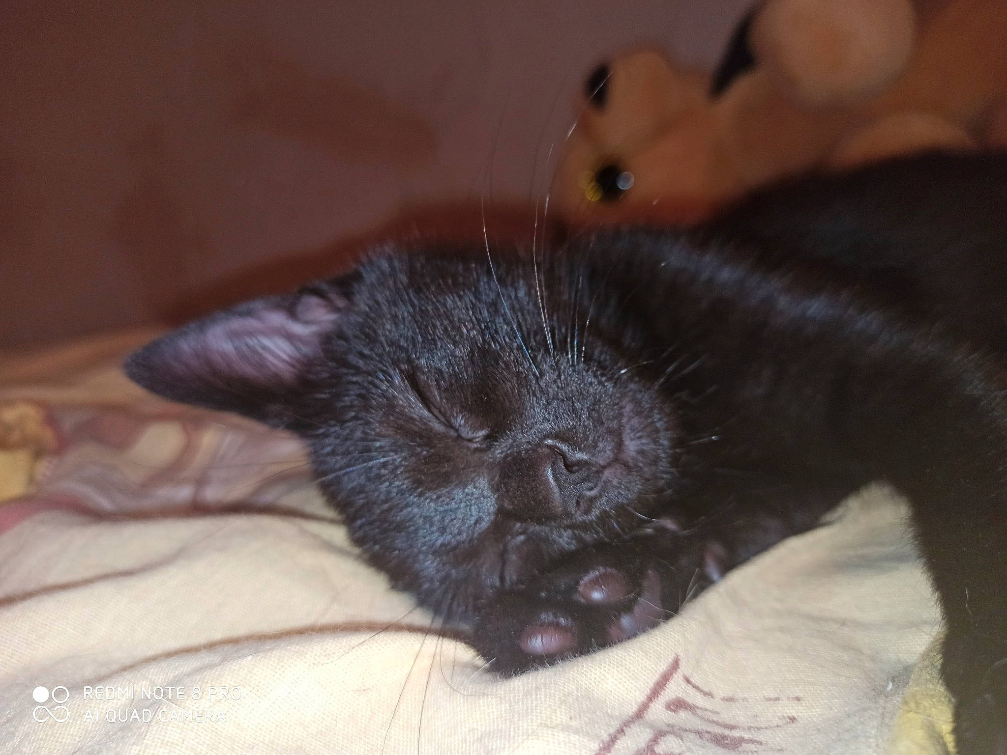 Rebelle participe au concours pour gagner de l'argent avec cette photo : black_cat, british_shorthair, carnivore, cat, chartreux, claw, ear, fawn, felidae, fur, kitten, korat, mammal, nebelung, russian_blue, skin, small_to_medium_sized_cats, snout, whiskers