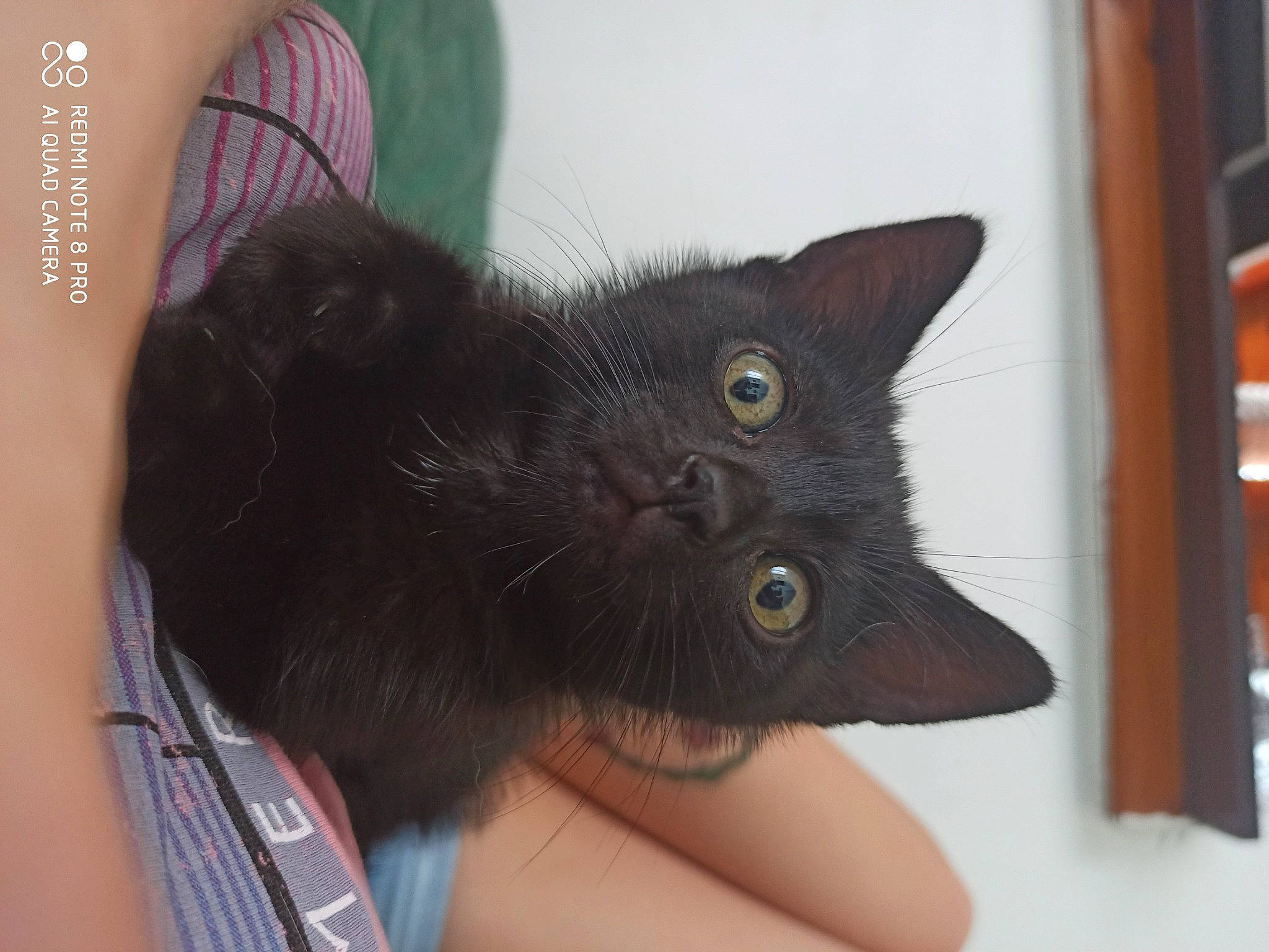 Rebelle participe au concours pour gagner de l'argent avec cette photo : asian, black_cat, bombay, carnivore, cat, domestic_short_haired_cat, felidae, havana_brown, korat, mammal, nebelung, small_to_medium_sized_cats, vertebrate, whiskers