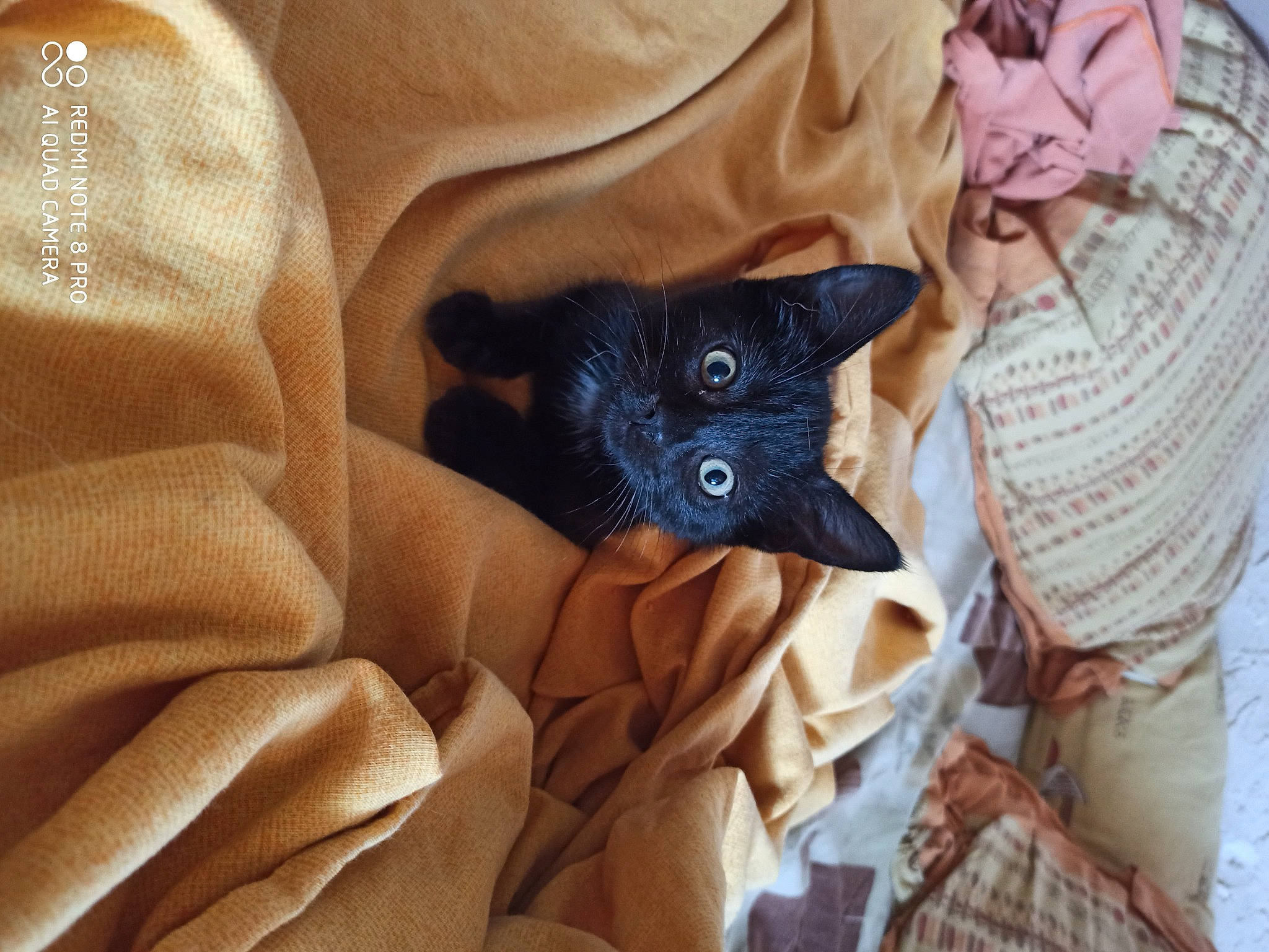 Suki participe au concours pour gagner de l'argent avec cette photo : black_cat, canidae, carnivore, cat, comfort, domestic_short_haired_cat, electric_blue, fawn, felidae, fur, jacket, leather, linens, pattern, plaid, sleeve, small_to_medium_sized_cats, t_shirt, textile, whiskers