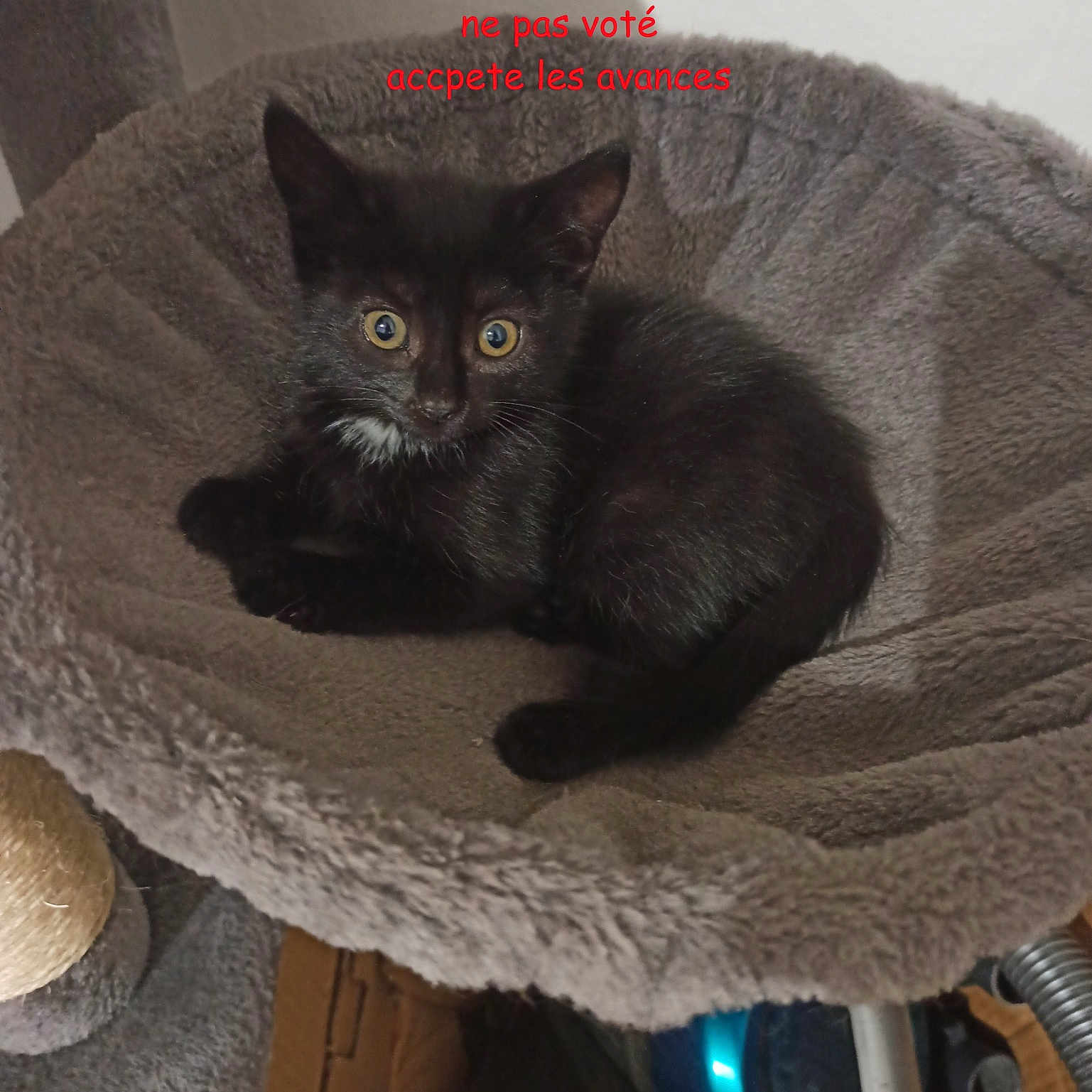 Suki