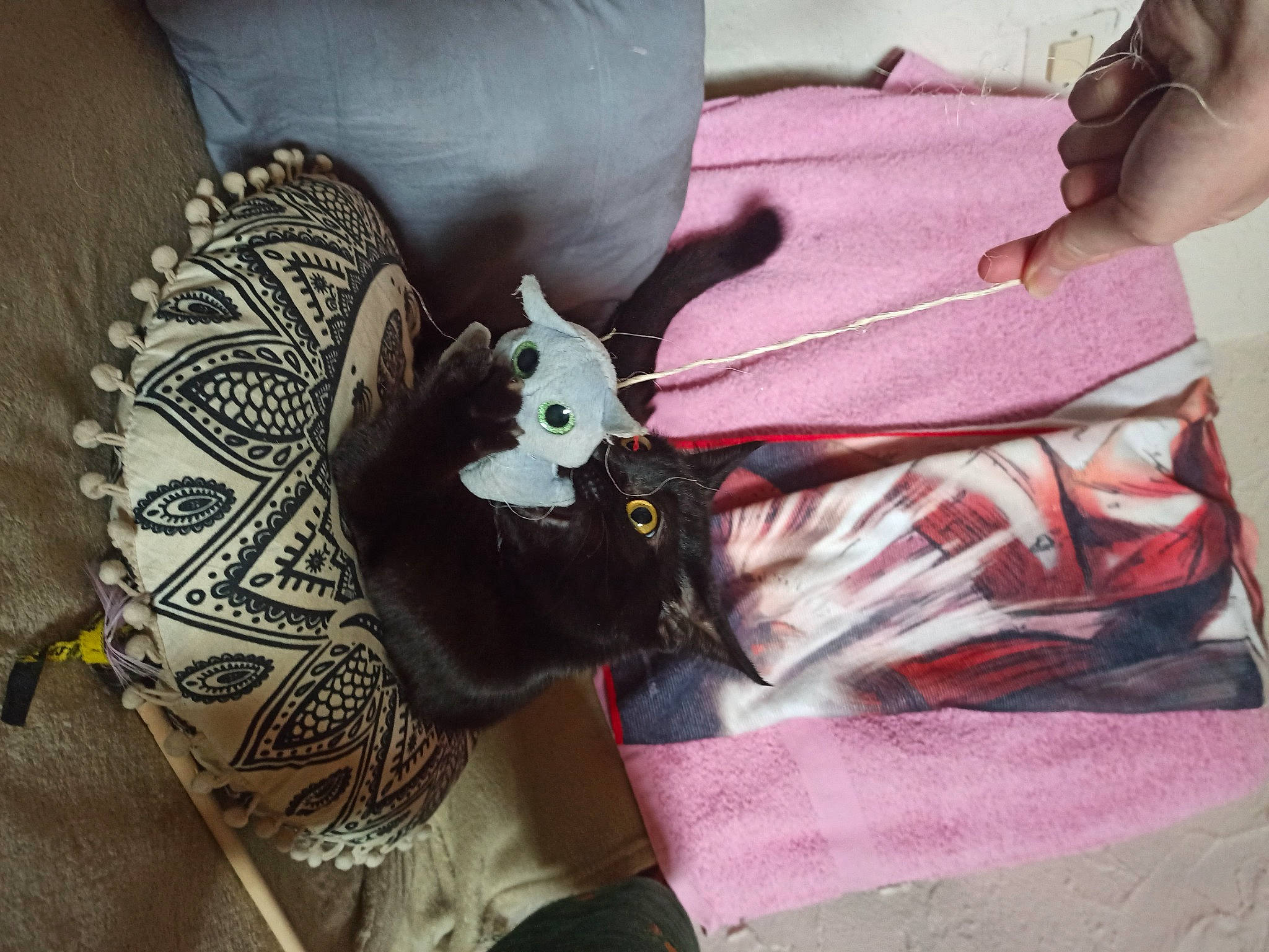 Suki participe au concours pour gagner de l'argent avec cette photo : bag, black_cat, fashion_accessory, felidae, fur, jewellery, linens, magenta, nail, pattern, pink, purple, sleeve, small_to_medium_sized_cats, t_shirt, textile, top, visual_arts, whiskers, wrist