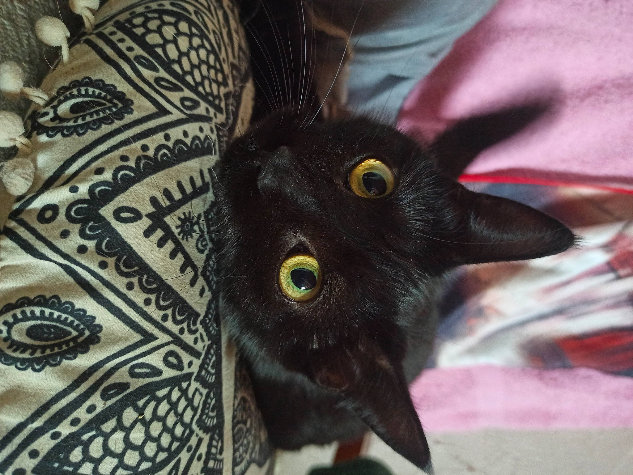 Suki participe au concours pour gagner de l'argent avec cette photo : black_cat, bombay, carnivore, cat, claw, domestic_short_haired_cat, felidae, fur, pattern, small_to_medium_sized_cats, snout, tail, visual_arts, whiskers, wildlife