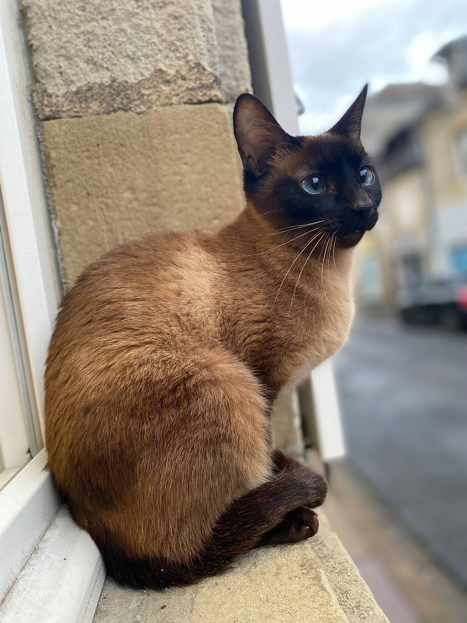 Myna a rejoint le concours — aidez-le/la à gagner de superbes lots ! balinese, carnivore, cat, domestic_short_haired_cat, fawn, felidae, fur, siamese, small_to_medium_sized_cats, snout, tail, terrestrial_animal, thai, whiskers