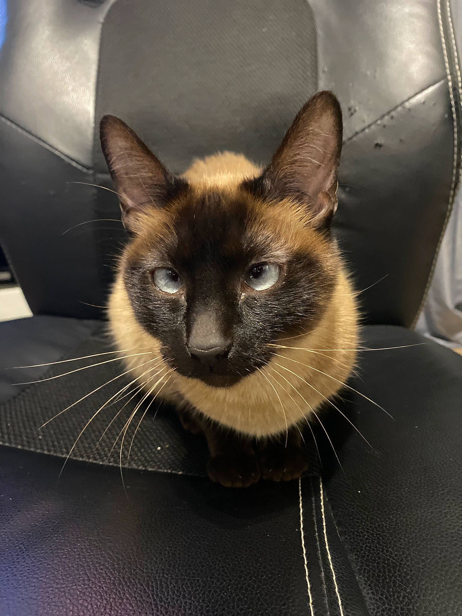 Myna a rejoint le concours — aidez-le/la à gagner de superbes lots ! carnivore, cat, comfort, domestic_short_haired_cat, eye, fawn, felidae, fur, head, siamese, small_to_medium_sized_cats, snout, terrestrial_animal, whiskers