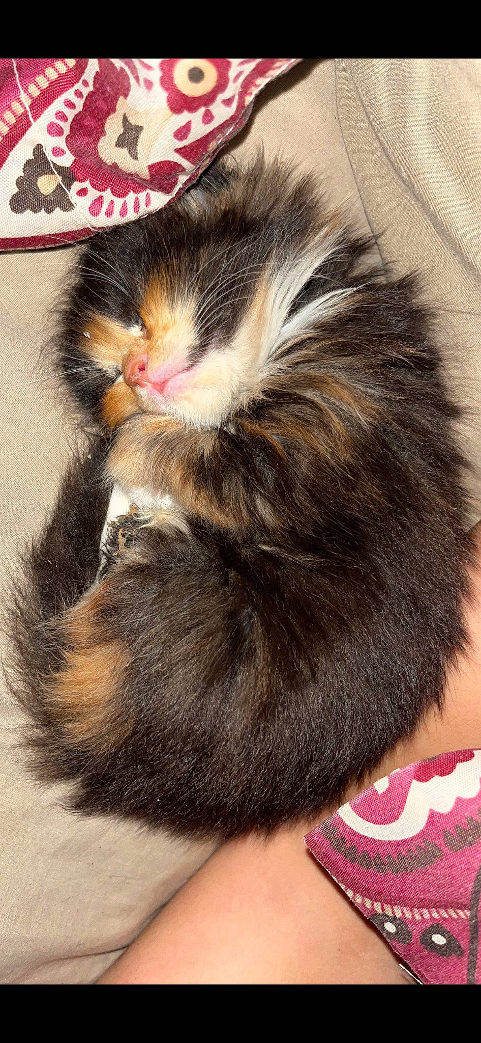 Duchess is registered to the contest to win money with this photo: cat, claw, felidae, flooring, foot, fur, natural_material, photography, plant, small_to_medium_sized_cats, snout, tail, terrestrial_animal, whiskers