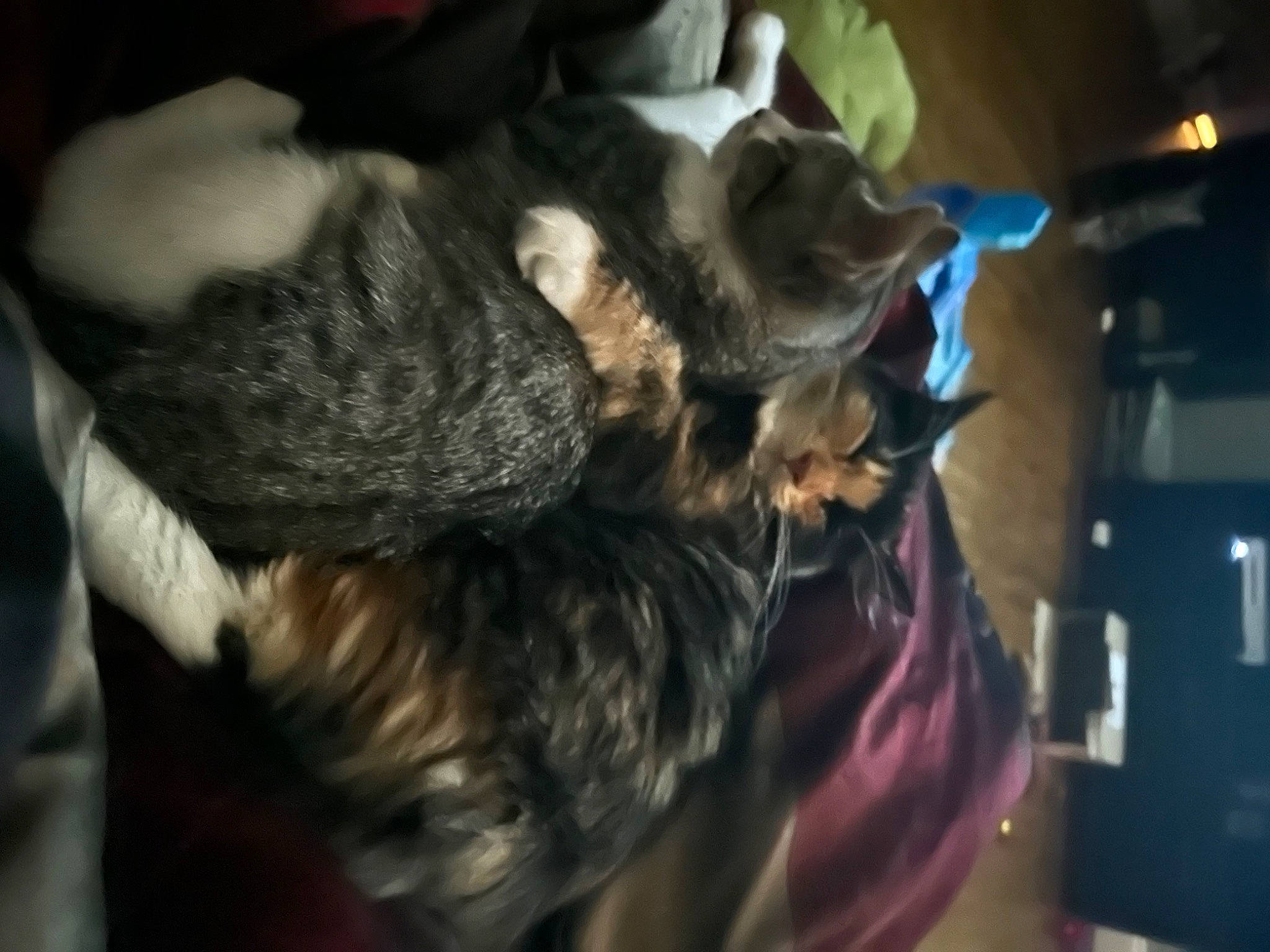 Duchess joined the competition — help win amazing prizes! canidae, carnivore, claw, comfort, companion_dog, dog_breed, domestic_short_haired_cat, ear, fawn, felidae, fur, gesture, nap, puppy, small_to_medium_sized_cats, snout, sporting_group, tail, toy_dog, whiskers