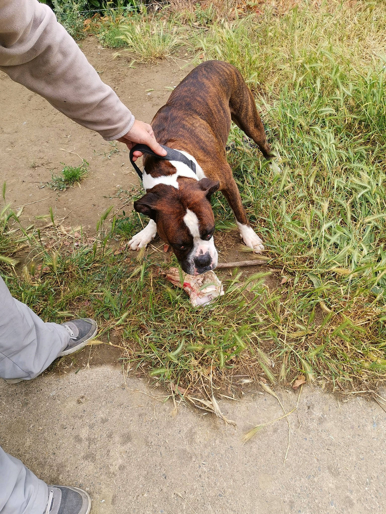 Lauki participe au concours pour gagner de l'argent avec cette photo : american_bulldog, american_staffordshire_terrier, australian_bulldog, boston_terrier, boxer, canidae, carnivore, companion_dog, dog, dog_breed, dorset_olde_tyme_bulldogge, fawn, grass, non_sporting_group, old_english_bulldog, olde_english_bulldogge, sporting_group, valley_bulldog