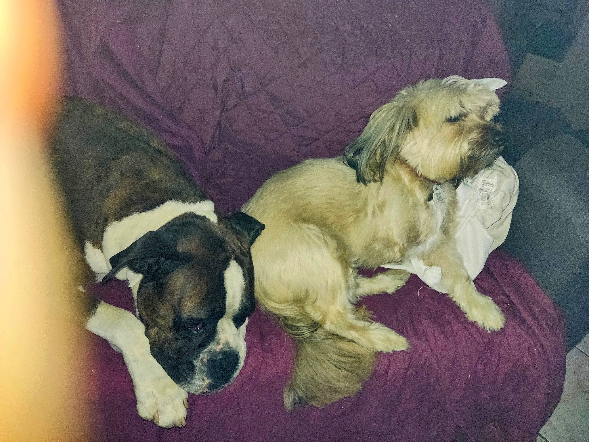 Lauki a rejoint le concours — aidez-le/la à gagner de superbes lots ! art, canidae, carnivore, comfort, companion_dog, couch, dog, dog_breed, dog_supply, fawn, fur, liver, paw, pet_supply, puppy_love, snout, sporting_group, tail, toy_dog, working_animal