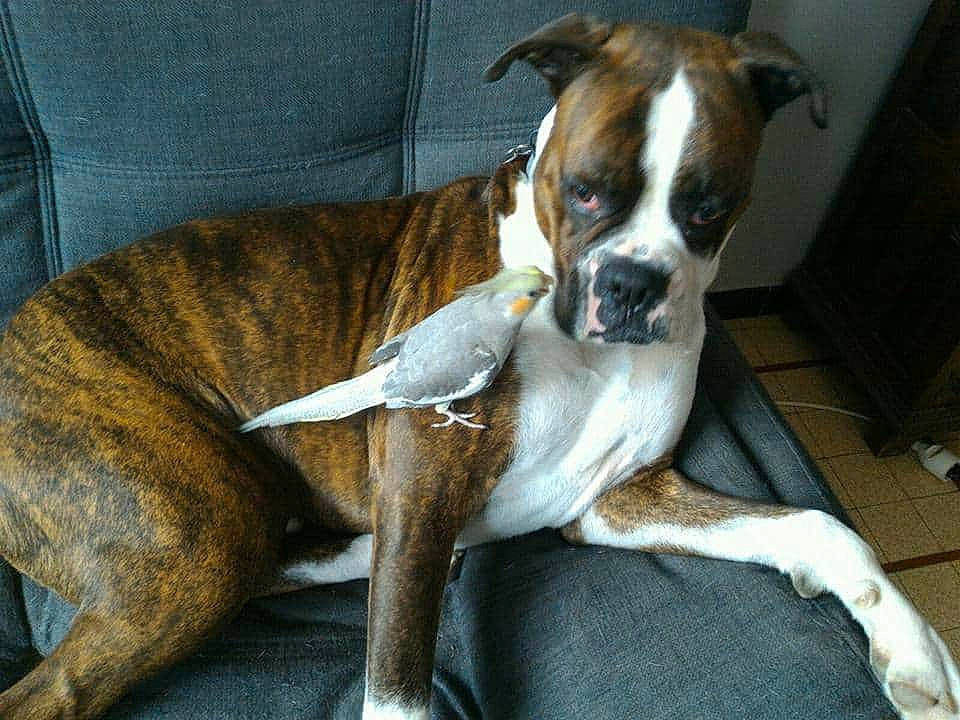 Lauki participe au concours pour gagner de l'argent avec cette photo : bored, boxer, canidae, carnivore, collar, comfort, companion_dog, dog, dog_breed, fawn, non_sporting_group, paw, snout, sporting_group, tail, terrestrial_animal, whiskers, window, working_animal, working_dog