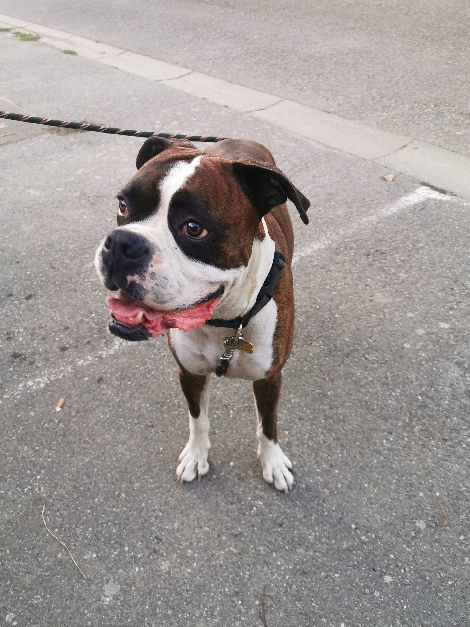 Lauki participe au concours pour gagner de l'argent avec cette photo : adventure, american_bulldog, american_pit_bull_terrier, boxer, canidae, carnivore, dog, dog_breed, dog_collar, dog_walking, fawn, leash, mammal, non_sporting_group, pit_bull, rare_breed_dog, snout, sporting_group, tail, valley_bulldog