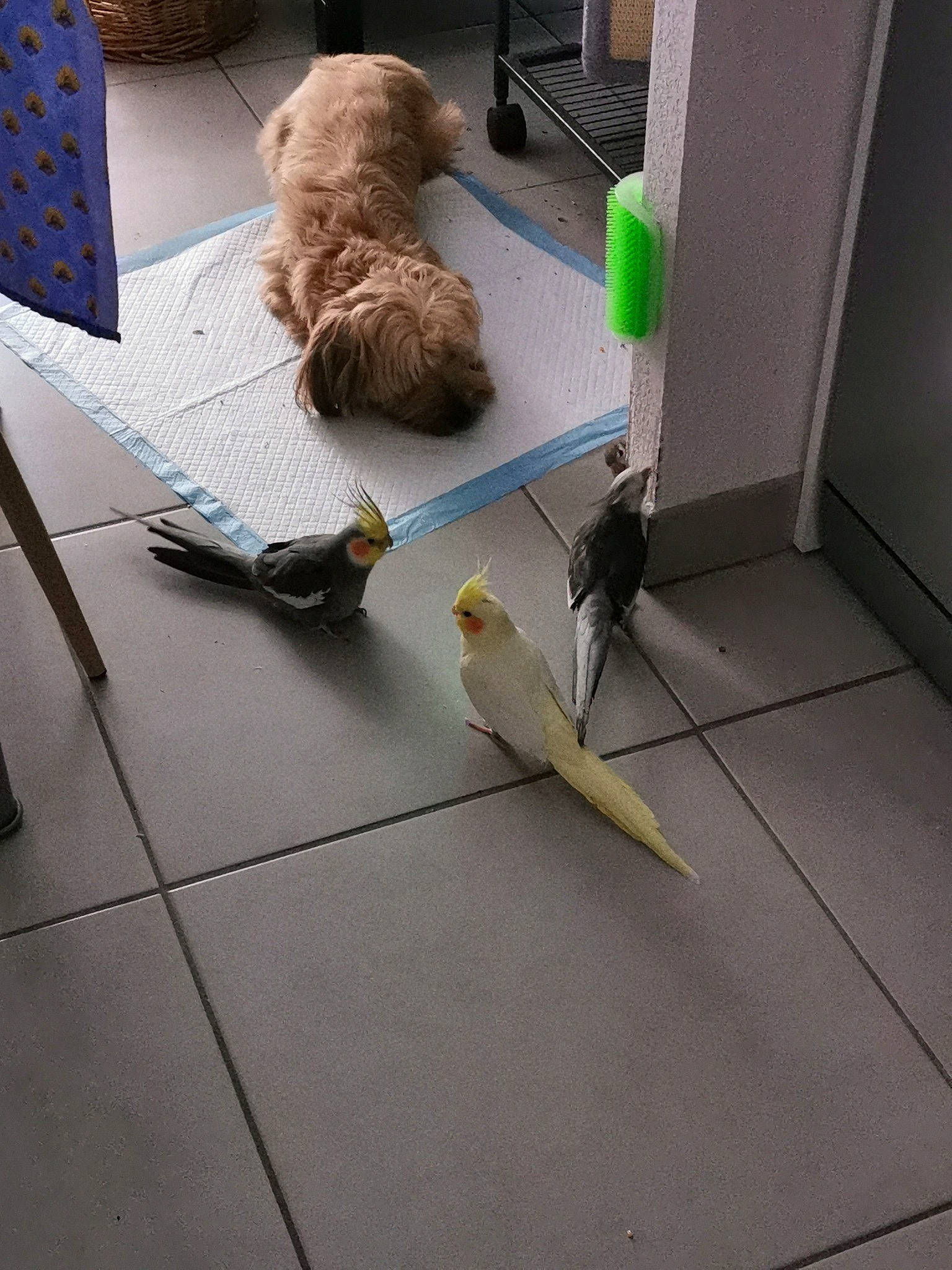 Marley a rejoint le concours — aidez-le/la à gagner de superbes lots ! bird, budgie, canidae, fawn, floor, flooring, goldendoodle, parakeet, sporting_group, tail