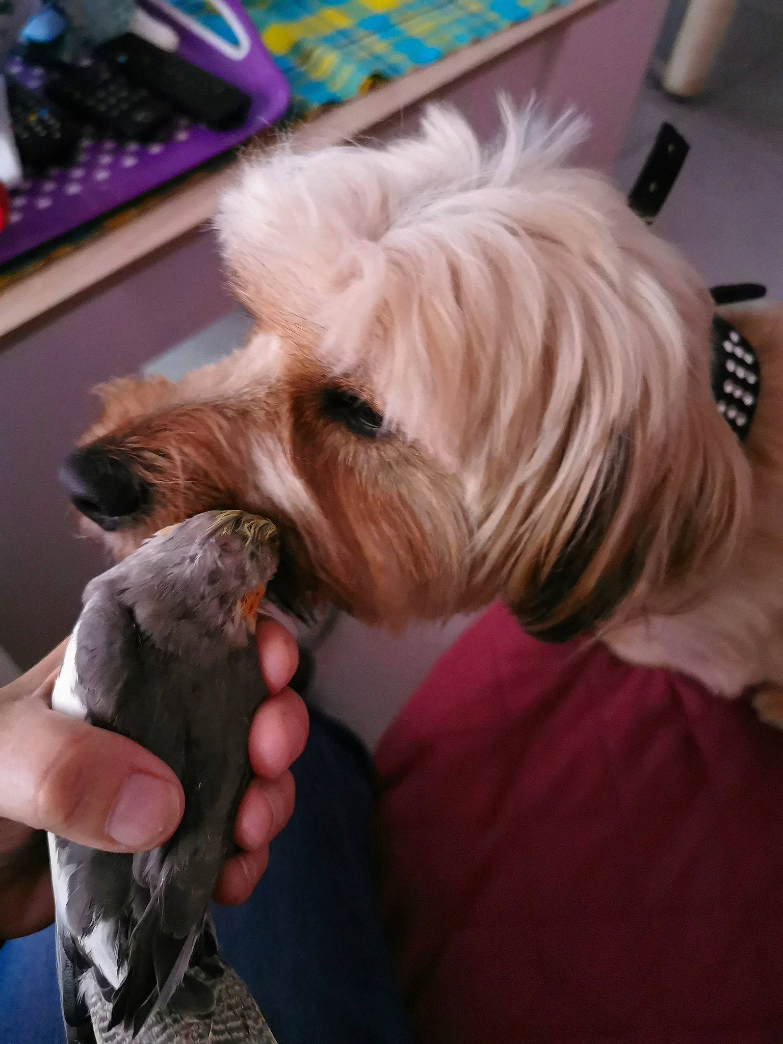 Marley a rejoint le concours — aidez-le/la à gagner de superbes lots ! bird, canidae, carnivore, companion_dog, dog, dog_breed, dog_supply, ear, fashion_accessory, fawn, fur, hair_coloring, nail, picture_frame, small_terrier, snout, sporting_group, terrier, toy_dog, working_animal