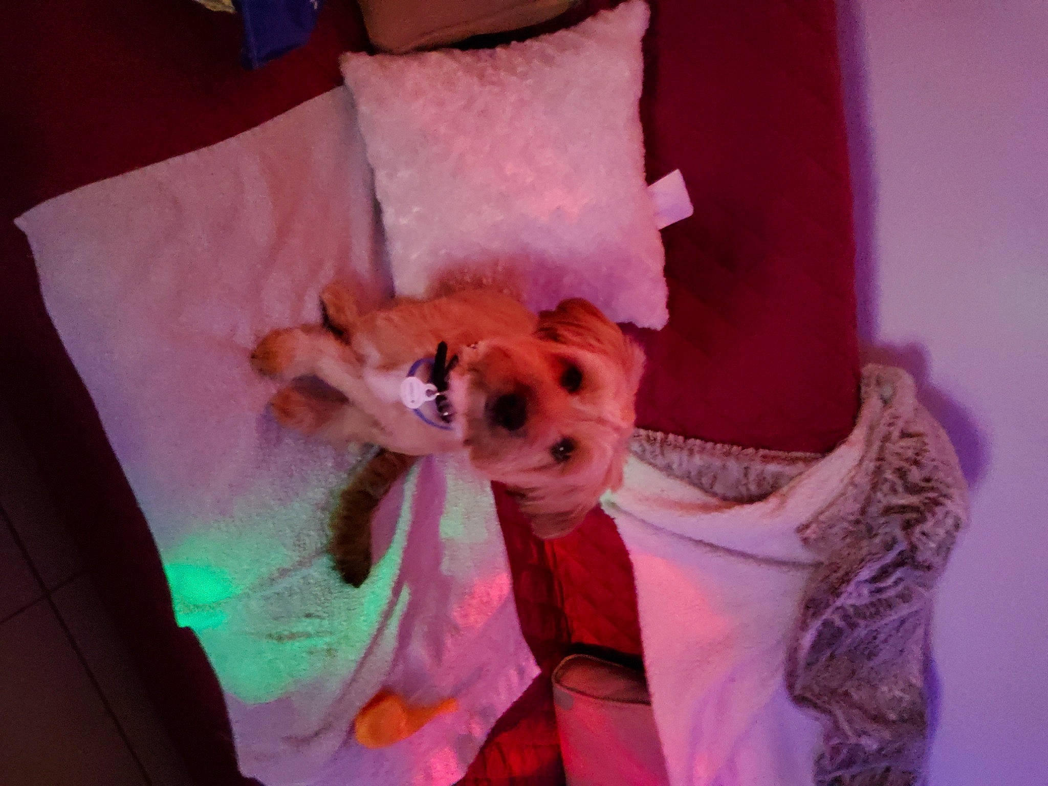 Marley a rejoint le concours — aidez-le/la à gagner de superbes lots ! bed, carnivore, comfort, companion_dog, dog_breed, doll, fawn, felidae, fur, head, linens, peach, pink, plant, plush, purple, stuffed_toy, teddy_bear, toy, whiskers