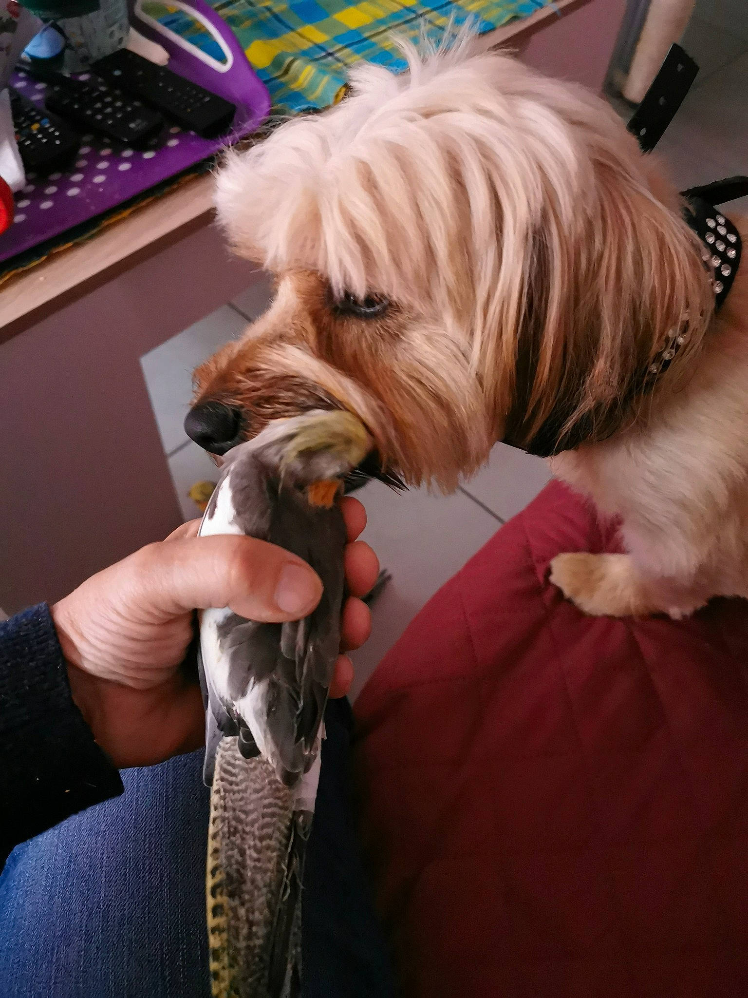 Marley a rejoint le concours — aidez-le/la à gagner de superbes lots ! canidae, carnivore, comfort, companion_dog, computer_keyboard, dog, dog_breed, dog_supply, fawn, fish, fur, nail, non_sporting_group, small_terrier, snout, sporting_group, toy_dog, working_animal, wrinkle, wrist