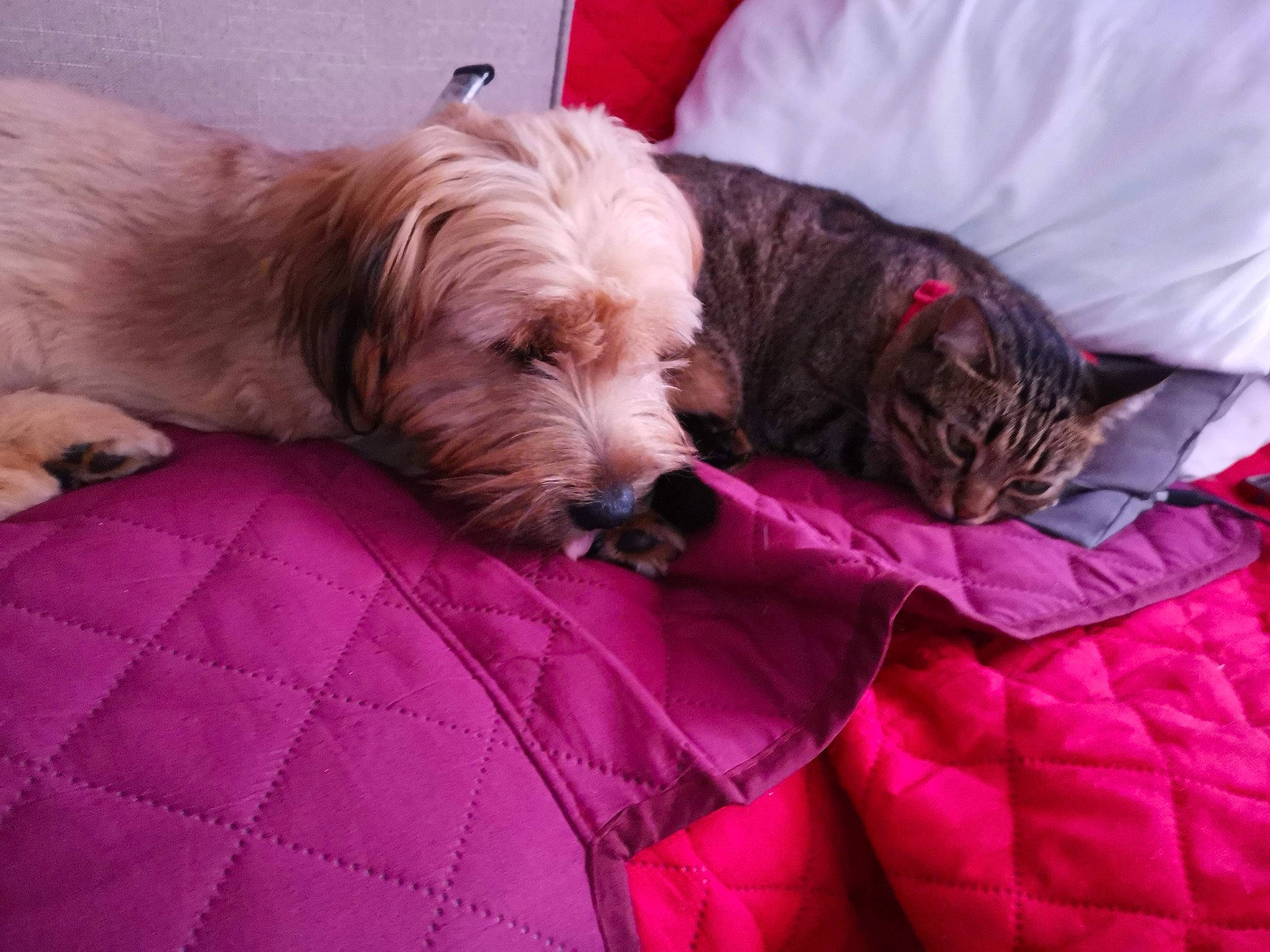 Kiketta a rejoint le concours — aidez-le/la à gagner de superbes lots ! canidae, carnivore, cat, comfort, companion_dog, dog, dog_breed, dog_supply, fur, linens, liver, magenta, nap, pillow, small_terrier, snout, sporting_group, terrier, toy_dog, working_animal