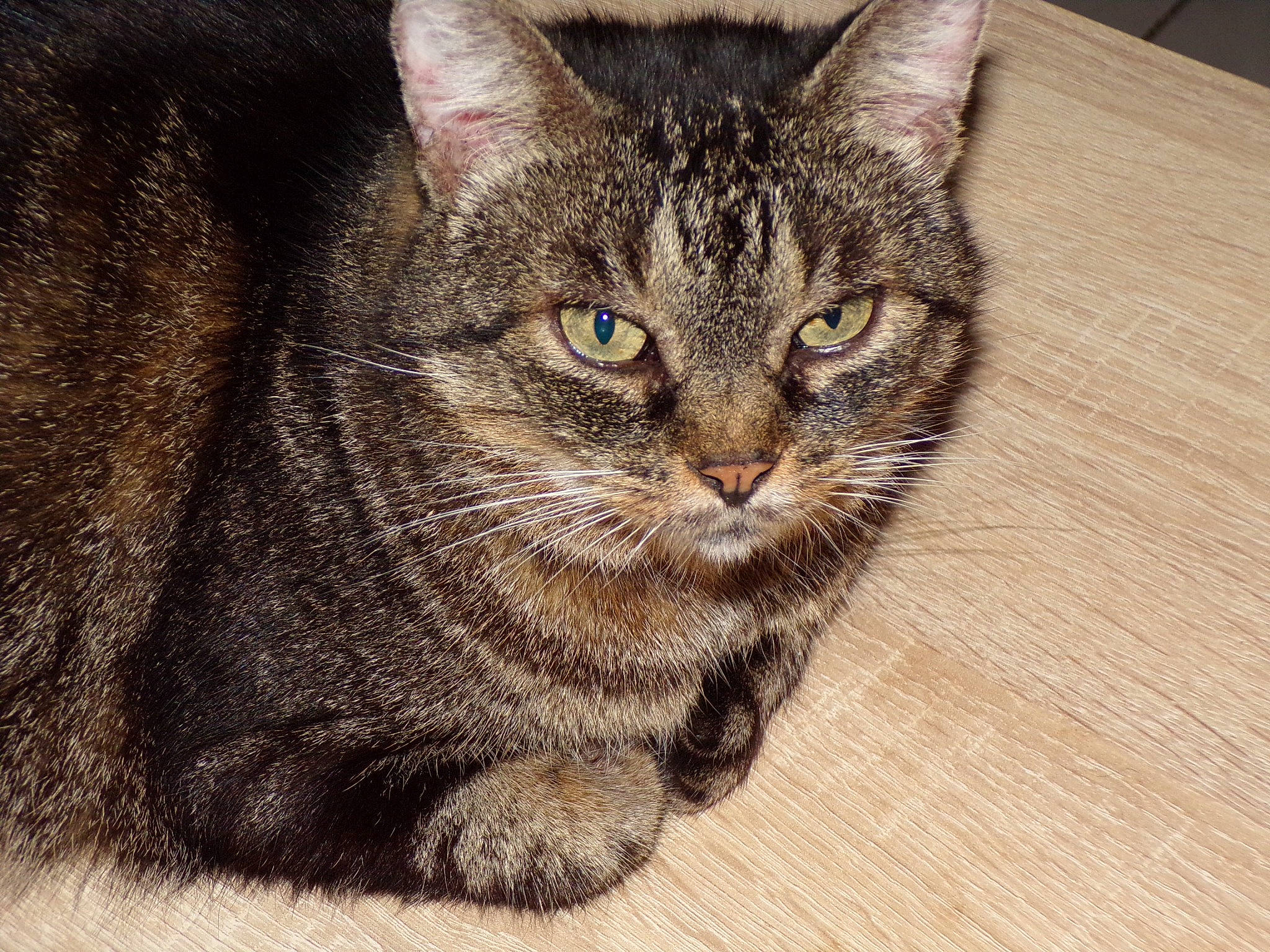 Kiketta participe au concours pour gagner de l'argent avec cette photo : art, carnivore, cat, domestic_short_haired_cat, eye, felidae, fur, hardwood, head, iris, lynx, paw, small_to_medium_sized_cats, snout, terrestrial_animal, tree, whiskers, wildlife, window, wood