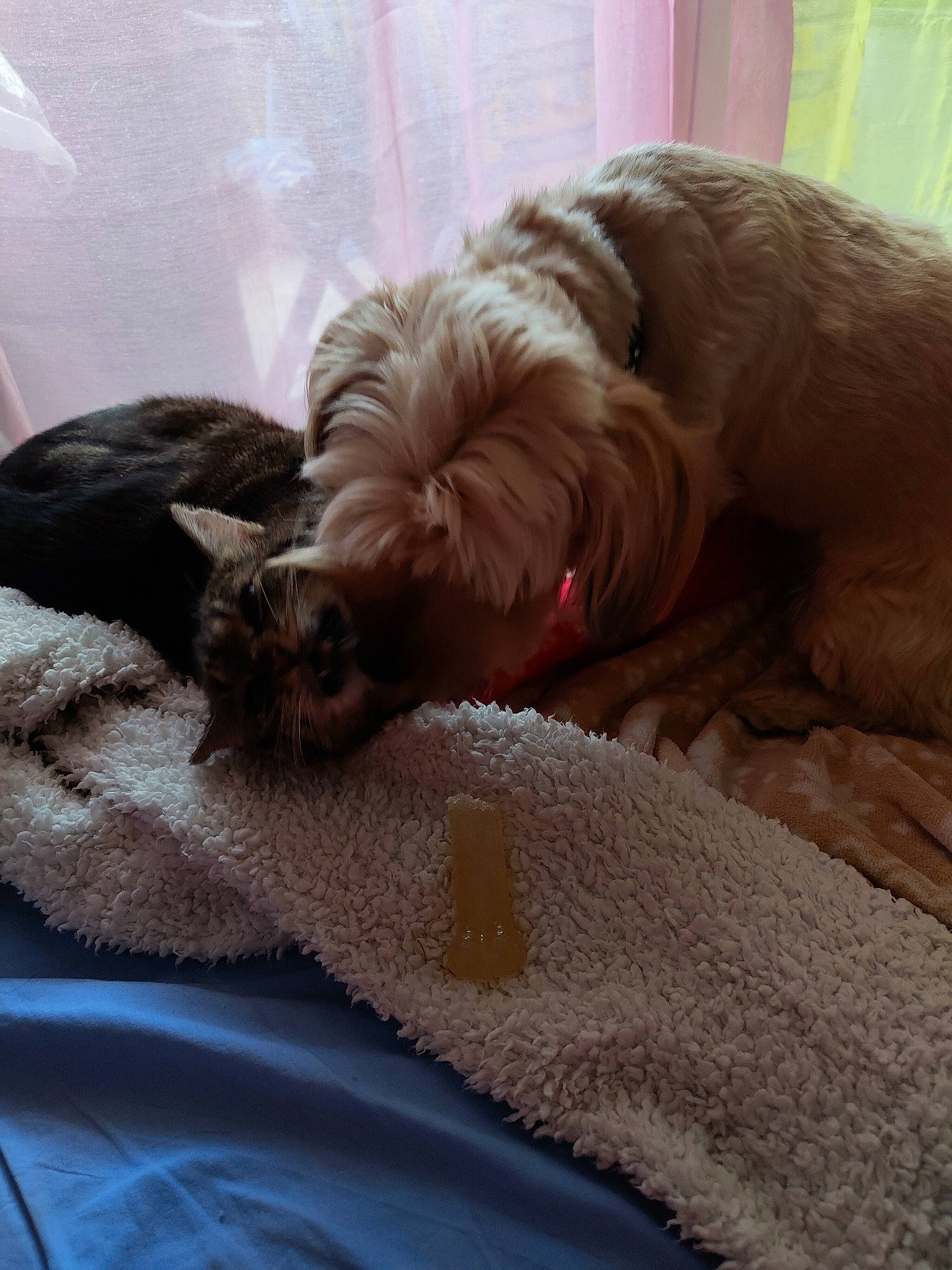 Kiketta participe au concours pour gagner de l'argent avec cette photo : canidae, carnivore, comfort, companion_dog, dog, dog_breed, dog_supply, duvet, fawn, fur, linens, liver, nap, small_terrier, snout, sporting_group, terrier, toy_dog, vertebrate, working_animal