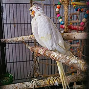 Calopsites a rejoint le concours — aidez-le/la à gagner de superbes lots ! adaptation, beak, bird, bird_supply, budgie, cage, cockatiel, cockatoo, parakeet, parrot, tail, wing