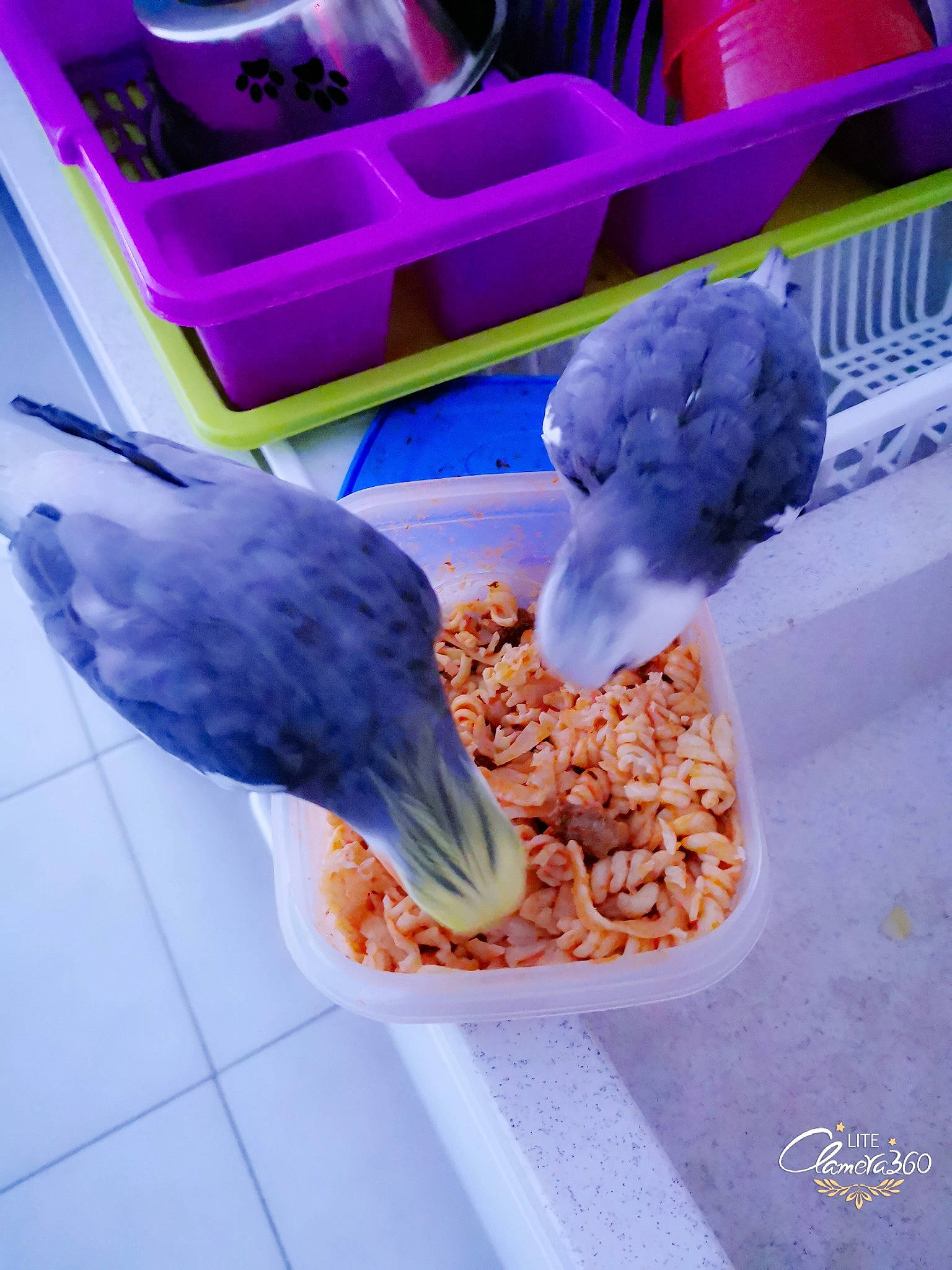 Calopsites a rejoint le concours — aidez-le/la à gagner de superbes lots ! bird, comfort_food, food, meal, parakeet