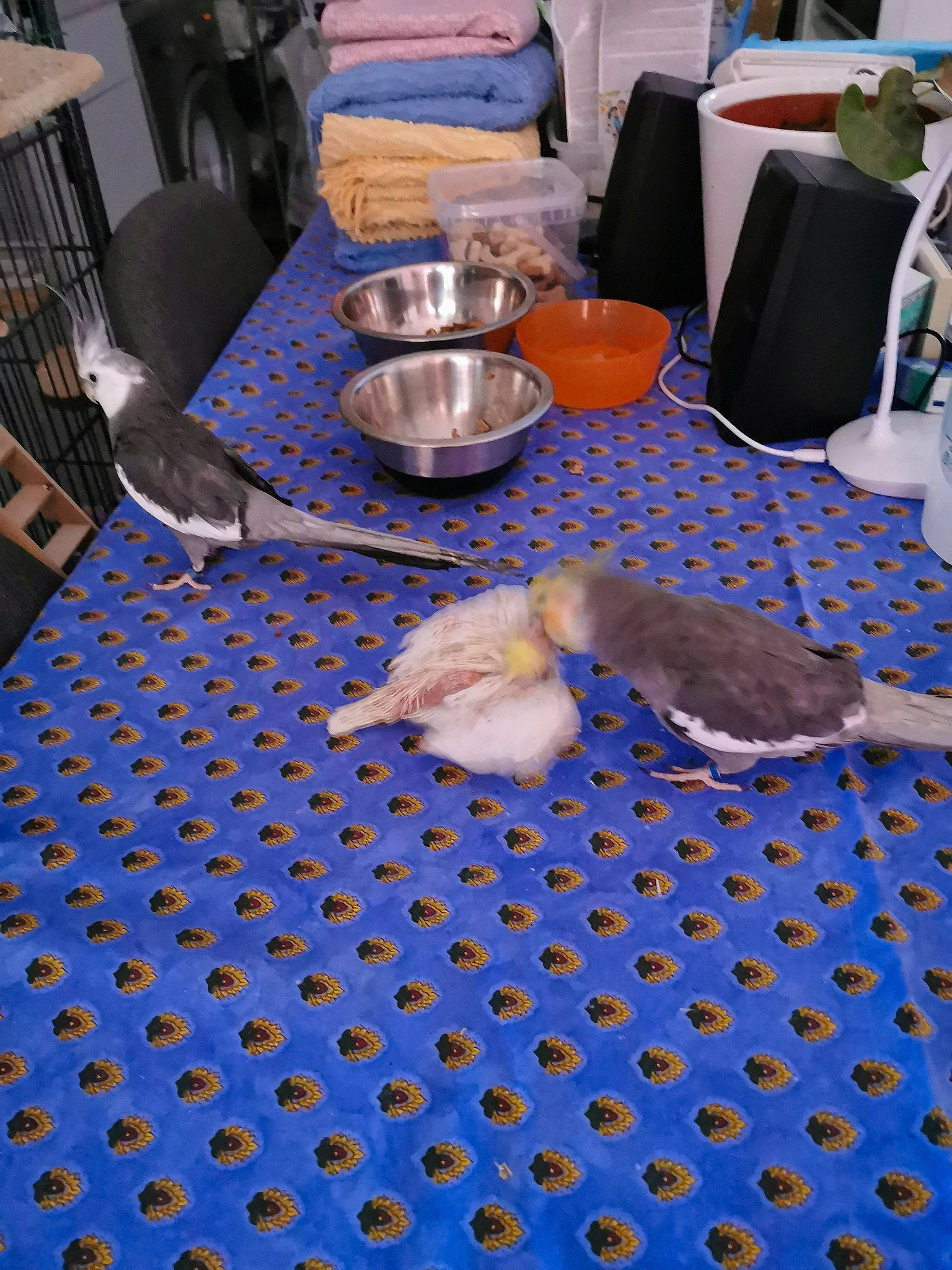 Calopsites participe au concours pour gagner de l'argent avec cette photo : floor, flooring, linens, room, table, textile