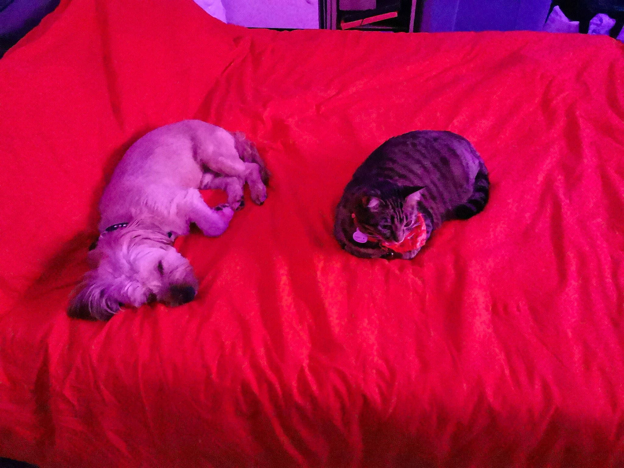 Leana participe au concours pour gagner de l'argent avec cette photo : canidae, carnivore, cat, dog, dog_breed, magenta, non_sporting_group, puppy, shar_pei, sporting_group