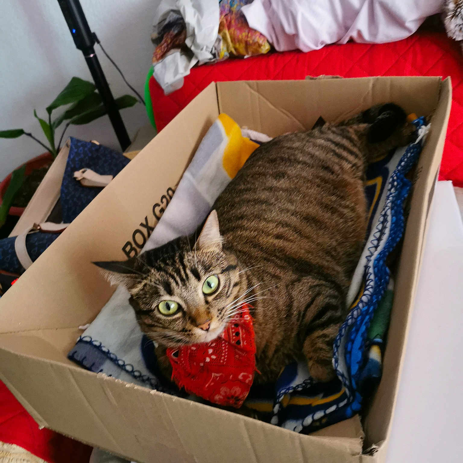 Leana a rejoint le concours — aidez-le/la à gagner de superbes lots ! american_shorthair, asian, california_spangled, carnivore, cat, domestic_short_haired_cat, dragon_li, european_shorthair, felidae, furniture, nap, ocicat, pixie_bob, room, small_to_medium_sized_cats, tabby_cat, toyger, whiskers