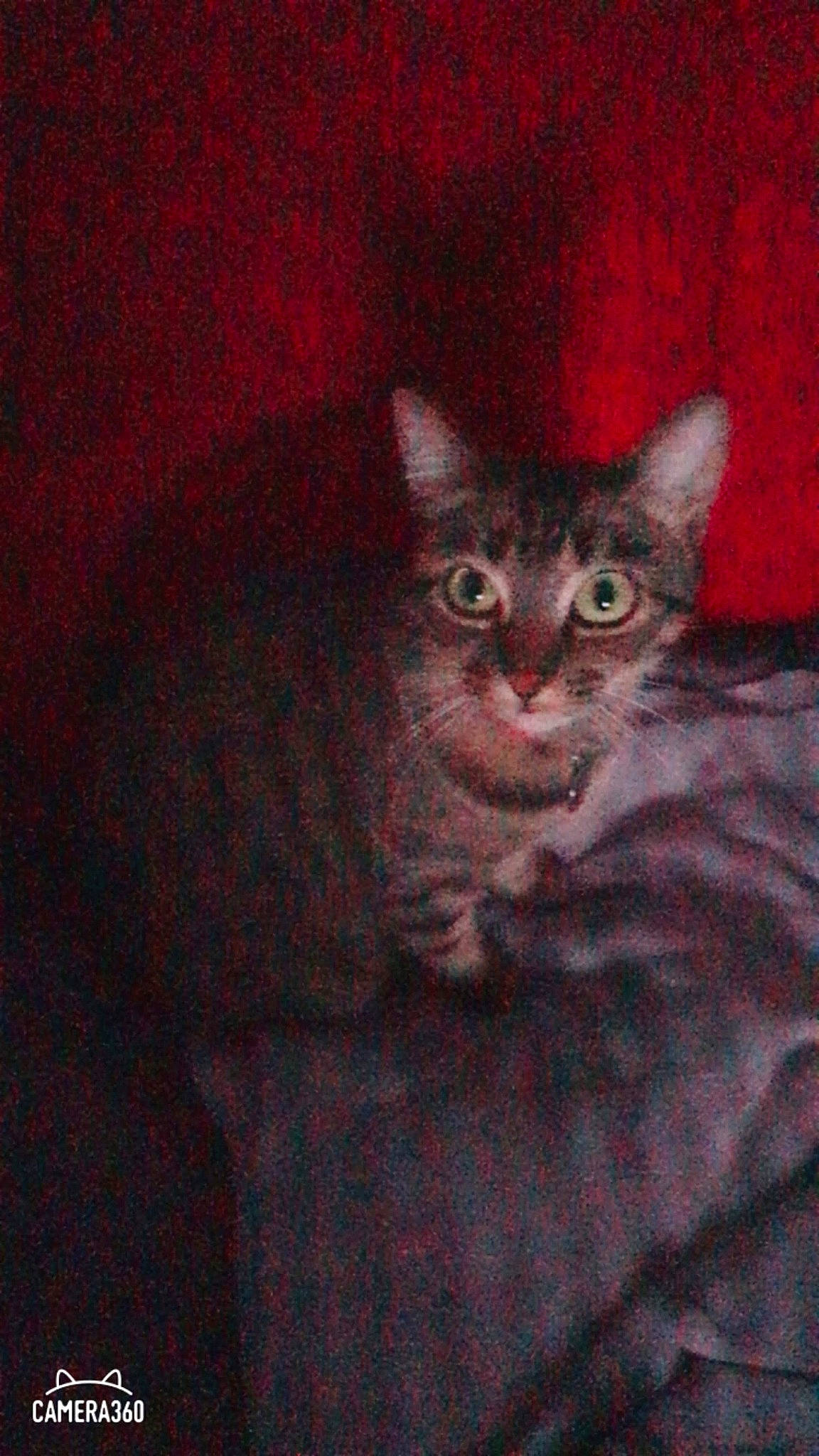 Leana a rejoint le concours — aidez-le/la à gagner de superbes lots ! asian, carnivore, cat, domestic_short_haired_cat, egyptian_mau, european_shorthair, felidae, kitten, mammal, ocicat, small_to_medium_sized_cats, snout, tabby_cat, vertebrate, whiskers