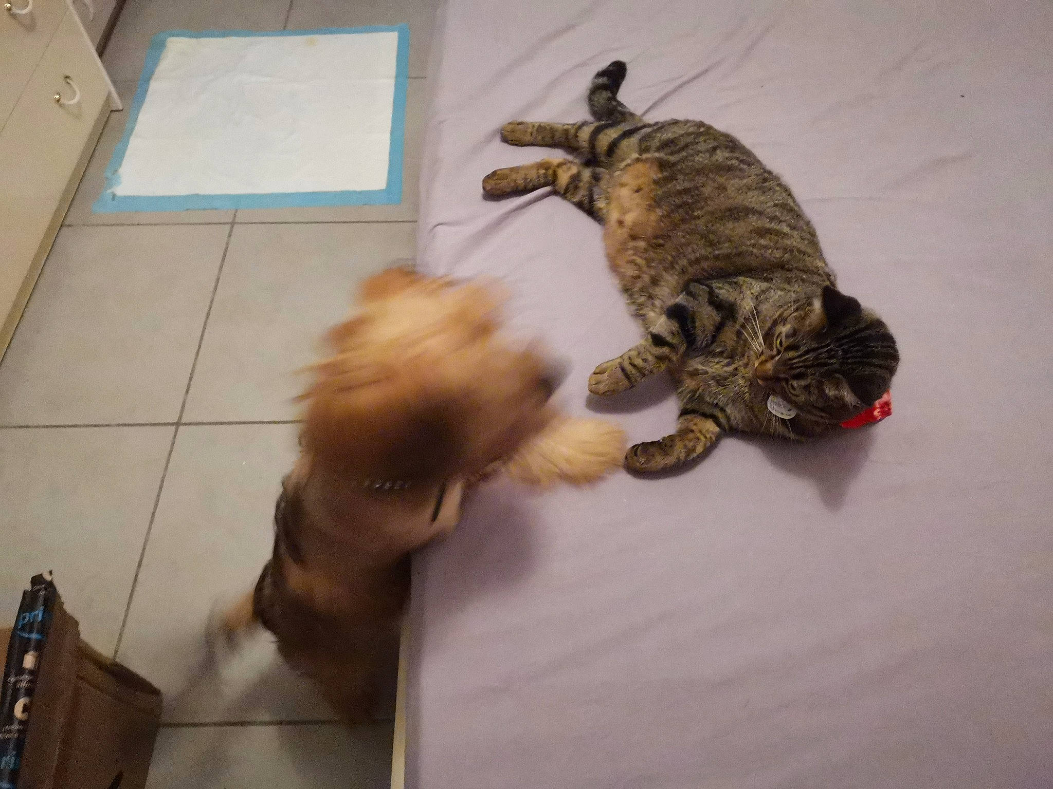 Leana a rejoint le concours — aidez-le/la à gagner de superbes lots ! canidae, carnivore, cat, claw, companion_dog, dog_breed, domestic_short_haired_cat, fawn, felidae, flooring, fur, liver, mammal, paw, small_to_medium_sized_cats, snout, sporting_group, tail, terrestrial_animal, whiskers