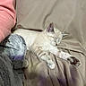 Tiggie joined the competition — help win amazing prizes! kitten, sleeping, cat, pet, cozy, blanket, pink_sleeve, plush_toy, relaxing, indoor, feline, cute, resting, soft_fabric, animal, comfort, nap, domestic_animal, young_cat, furry