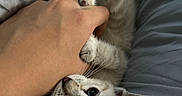 Tiggie is registered to the contest to win money with this photo: kitten, cat, paw, hand, bed, bedding, gray, fur, playful, cute, animal, pet, whiskers, claws, young, indoor, cozy, resting, curious, closeup