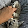 kitten, cat, paw, hand, bed, bedding, gray, fur, playful, cute, animal, pet, whiskers, claws, young, indoor, cozy, resting, curious, closeup