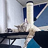Tiggie is registered to the contest to win money with this photo: cat, sleeping, cat_tree, hammock, indoor, pet, feline, paw, relaxed, resting, animal, cozy, fur, whiskers, ear, claw, home, wall_art, blue, white